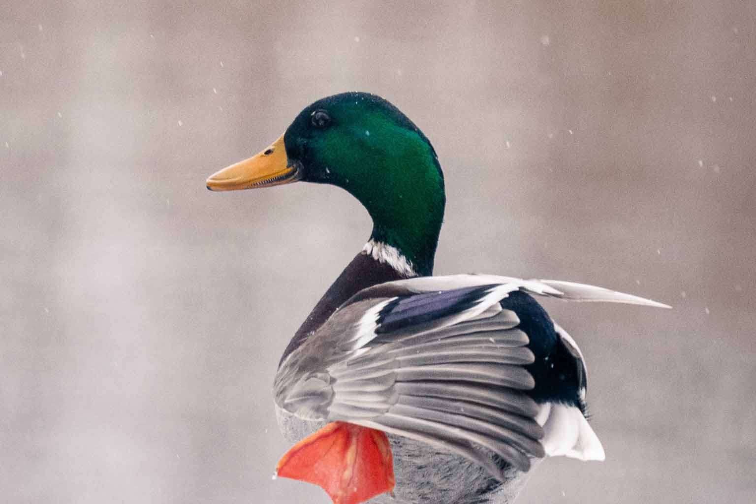 © Ludvig Palerius. Sveriges Unga Naturfotografer.
