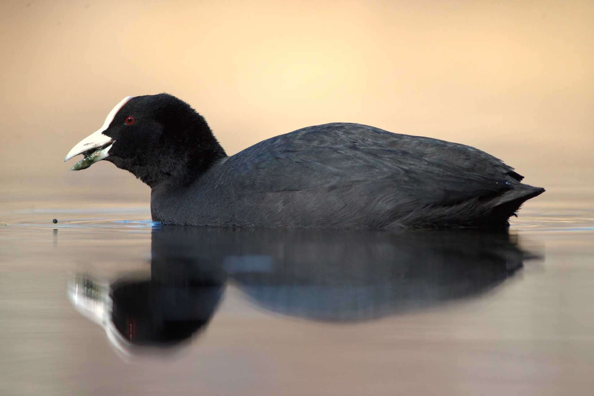 © Hugo Isaksson. Sveriges Unga Naturfotografer.