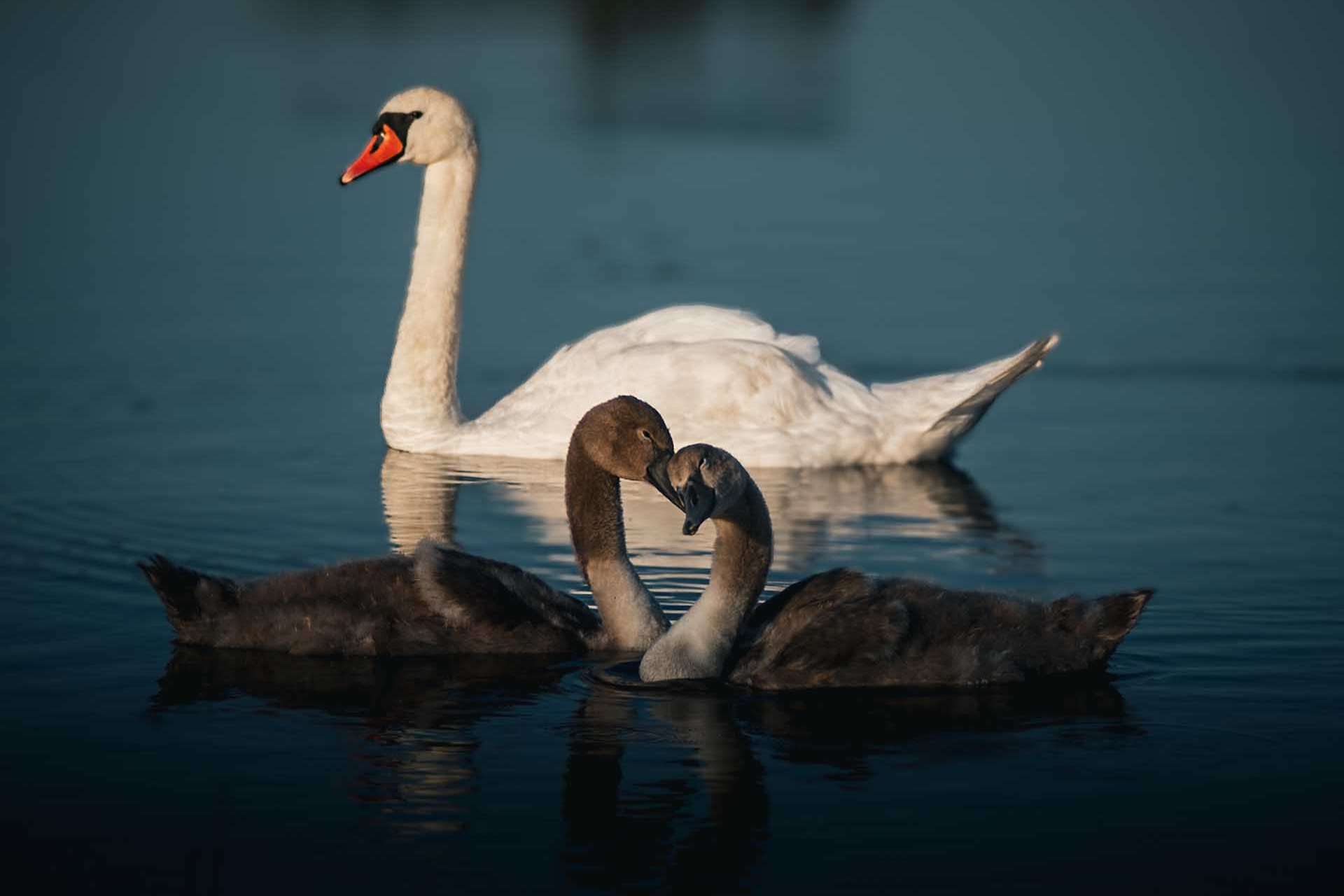 © Matilda Modig. Sveriges Unga Naturfotografer.