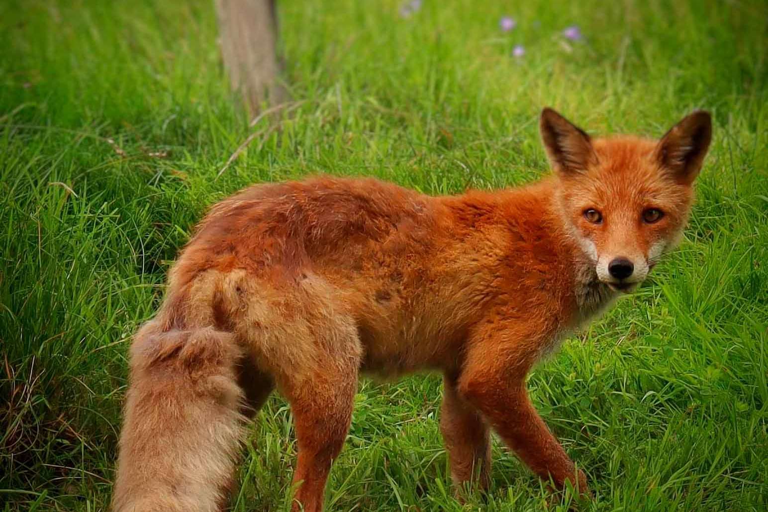 © Emil Gustavsson. Sveriges Unga Naturfotografer.