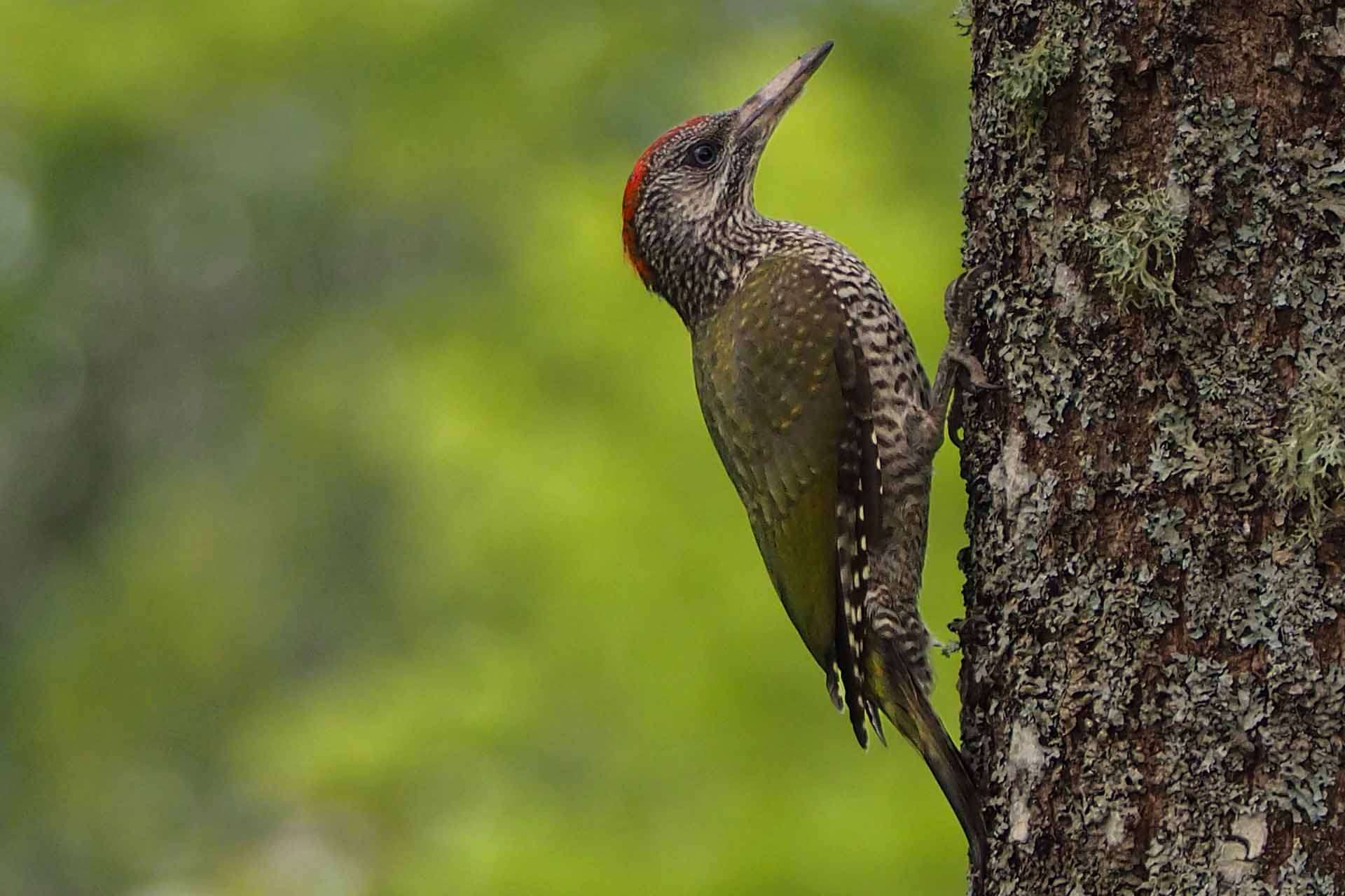 © Emma Sandstedt. Sveriges Unga Naturfotografer.