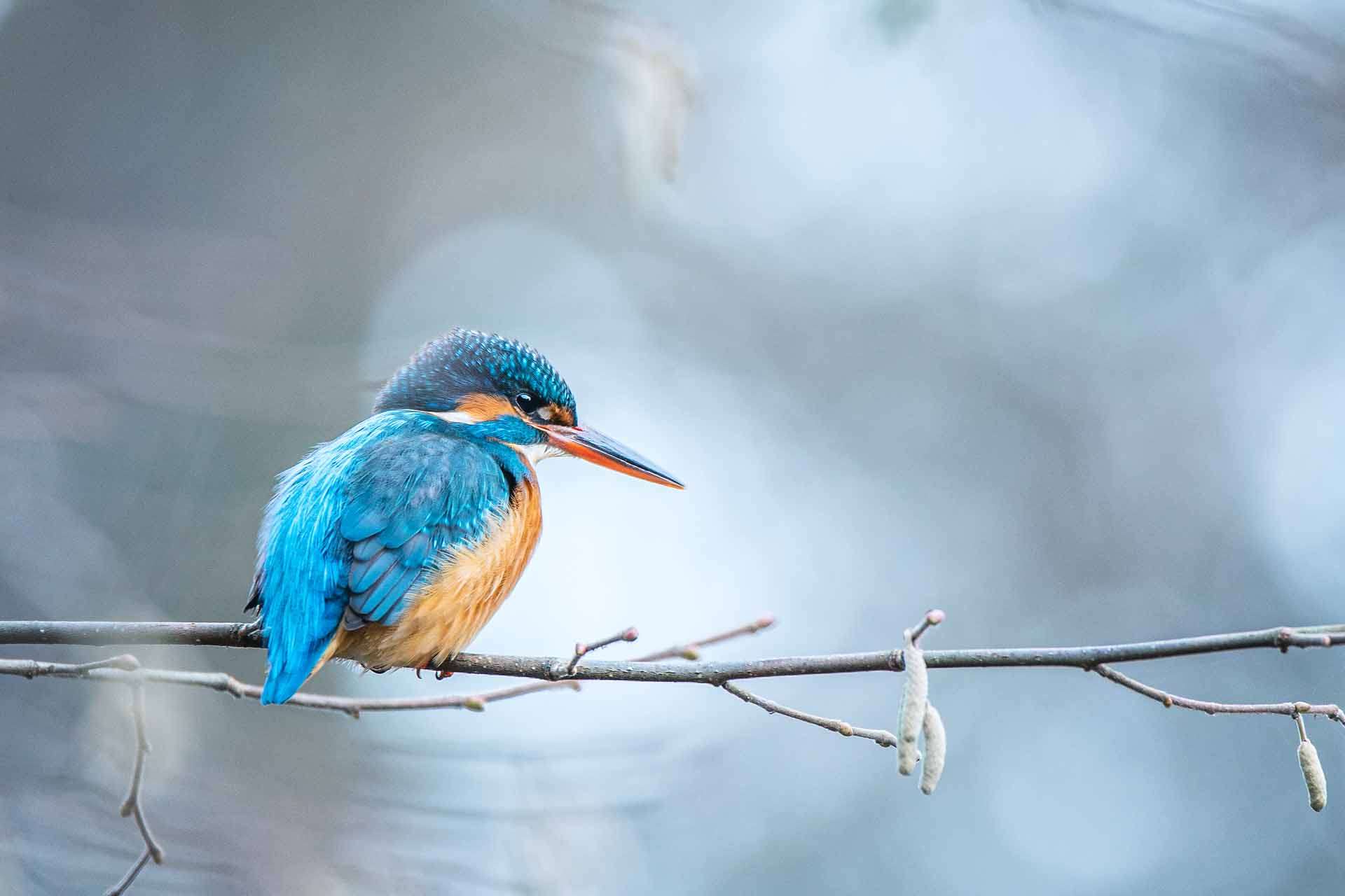 © Nikolai Linander. Sveriges Unga Naturfotografer.