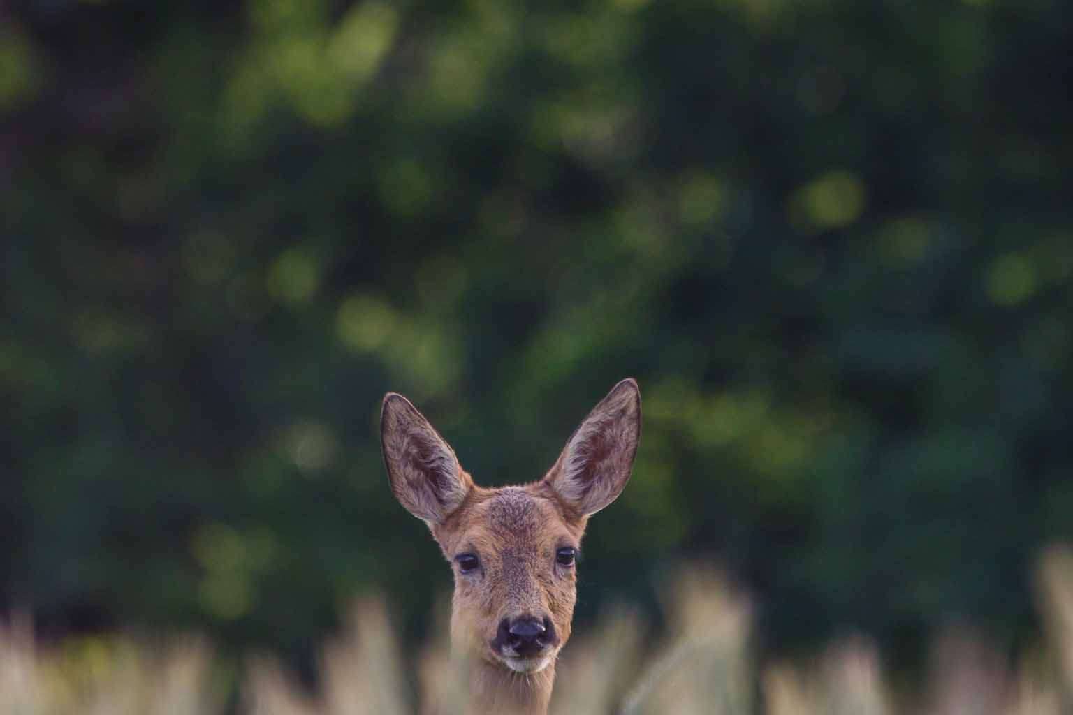 © Emil Gustavsson. Sveriges Unga Naturfotografer.