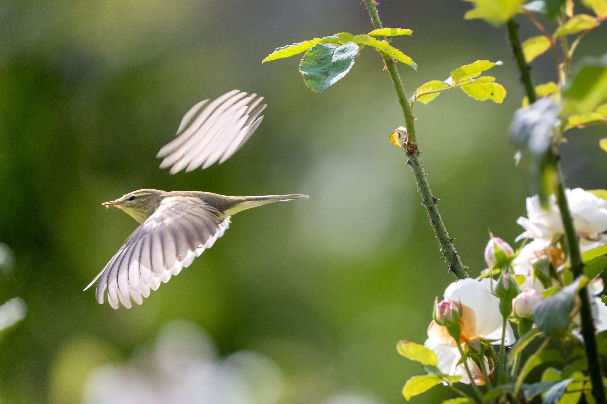 © Matilda Modig. Sveriges Unga Naturfotografer.