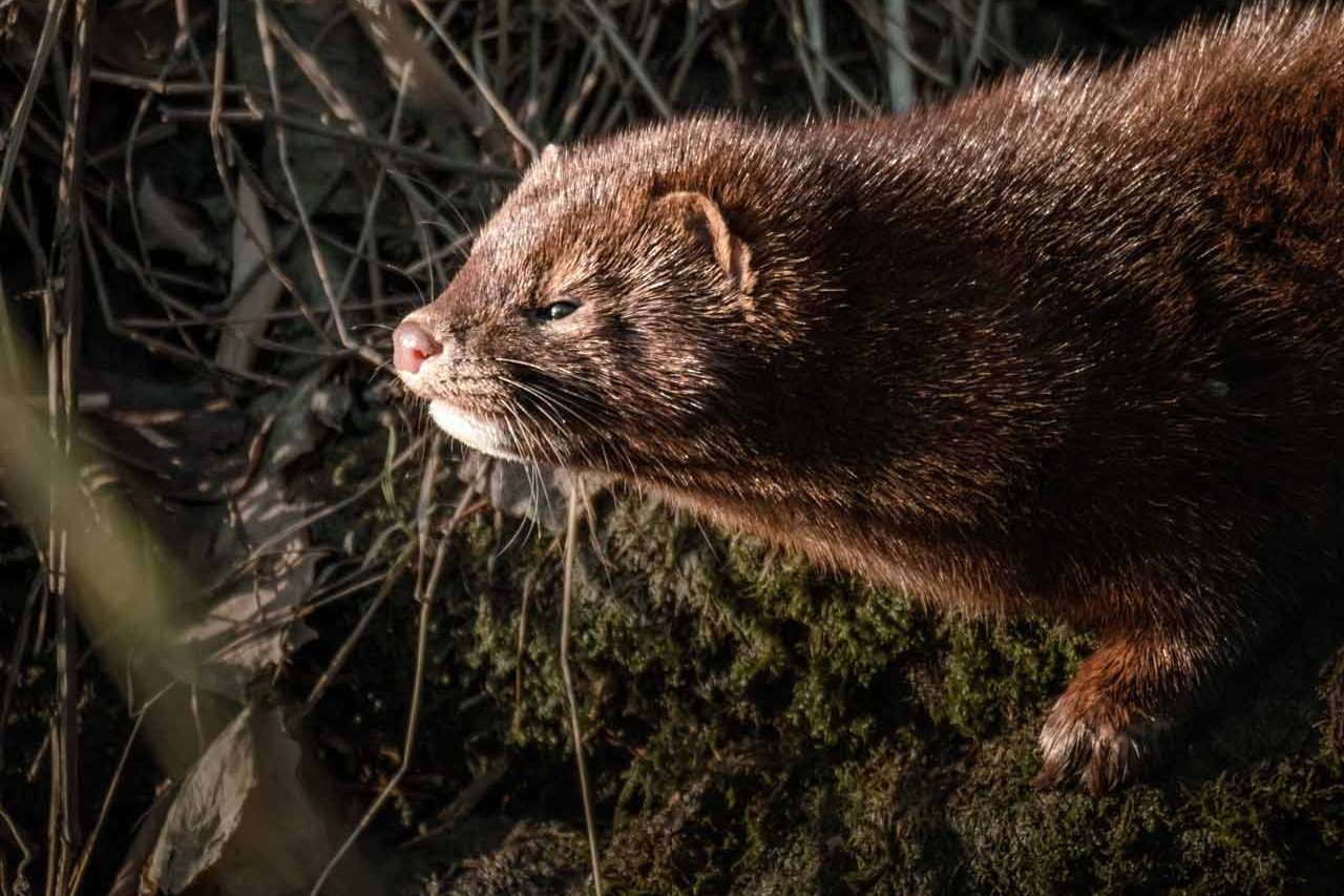 © Sigge Alfredsson. Sveriges Unga Naturfotografer.