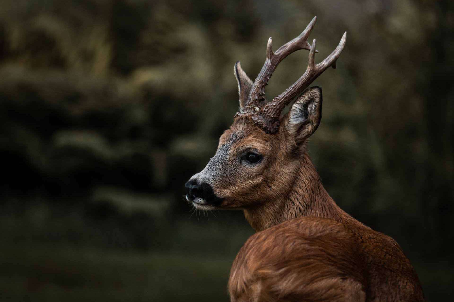 © Sigge Alfredsson. Sveriges Unga Naturfotografer.