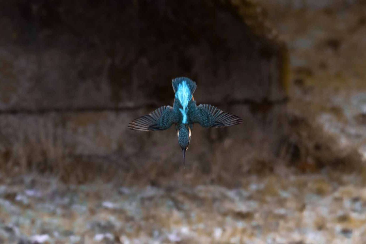© Sigge Alfredsson. Sveriges Unga Naturfotografer.