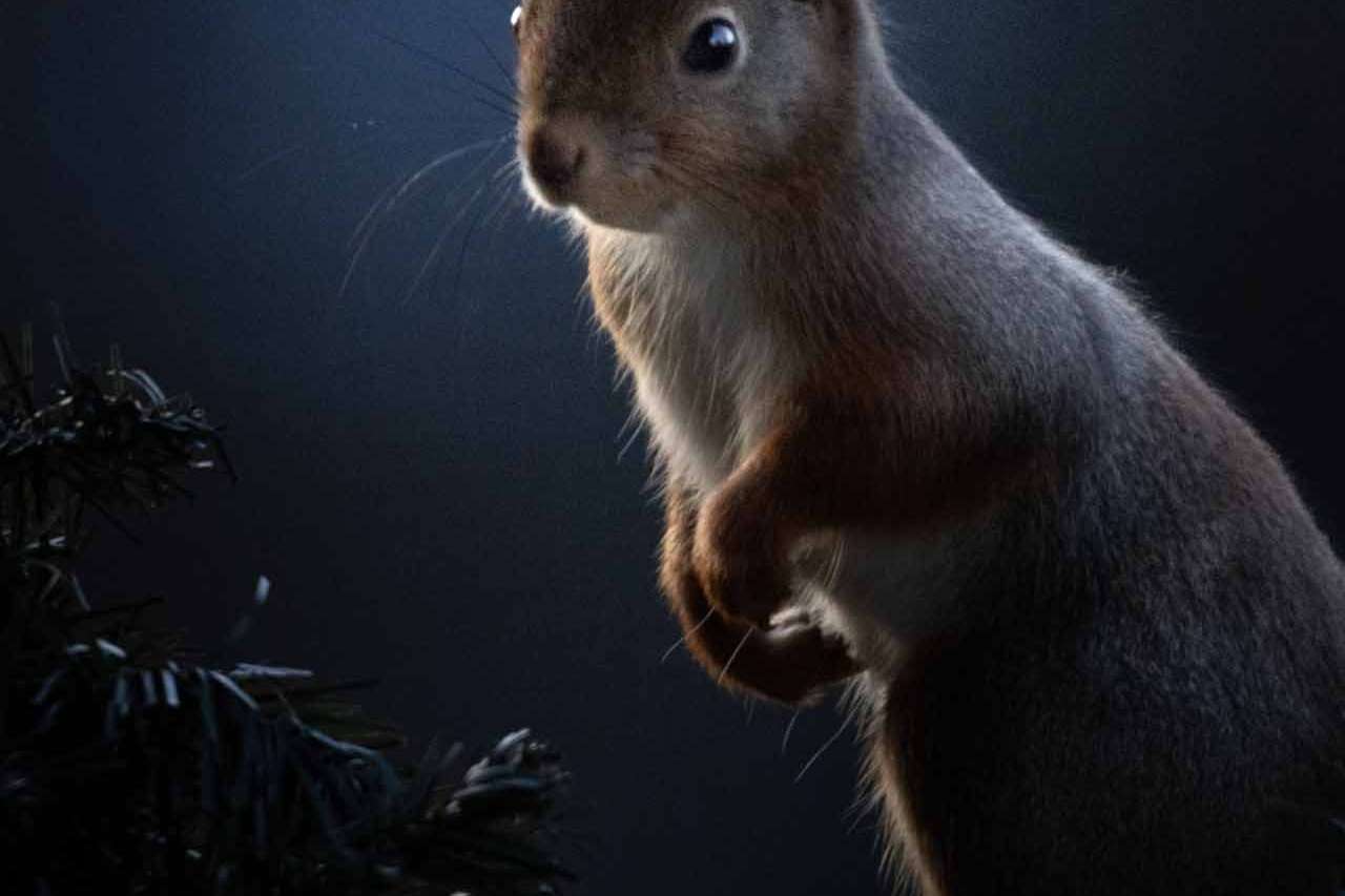 © Sigge Alfredsson. Sveriges Unga Naturfotografer.