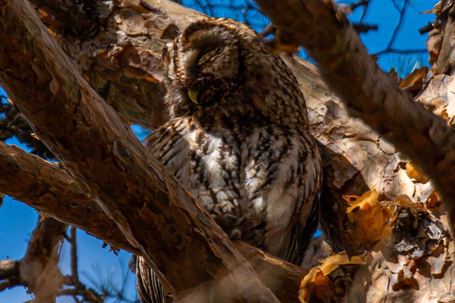 © Frans Laurin. Sveriges Unga Naturfotografer.