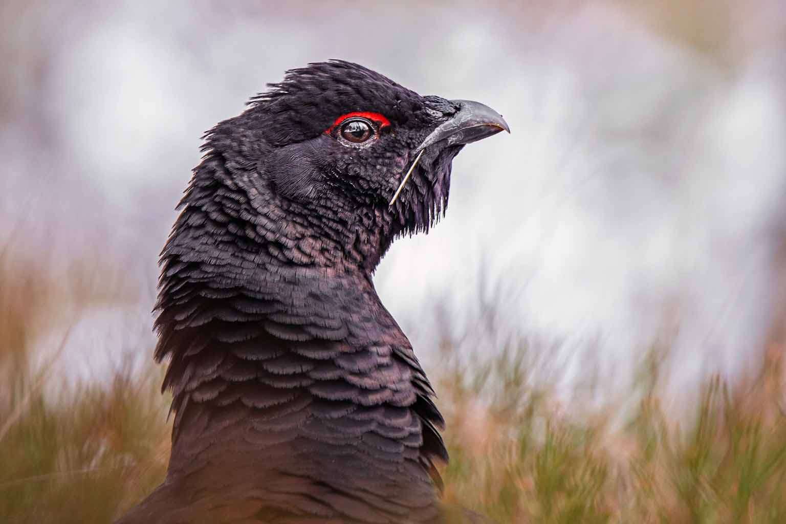 © Nikolai Linander. Sveriges Unga Naturfotografer.