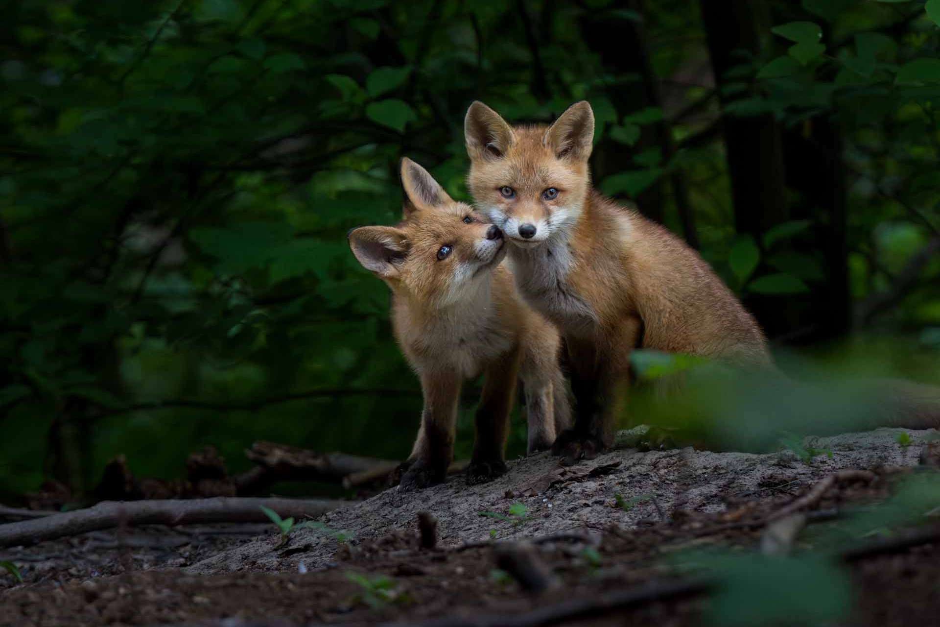 © Love Hagström. Sveriges Unga Naturfotografer.