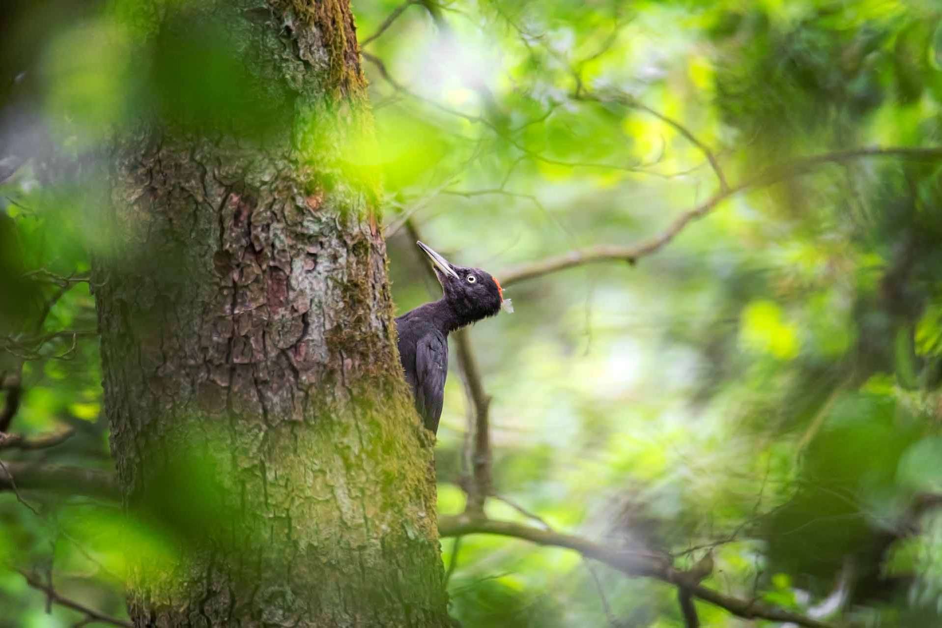 © Nikolai Linander. Sveriges Unga Naturfotografer.