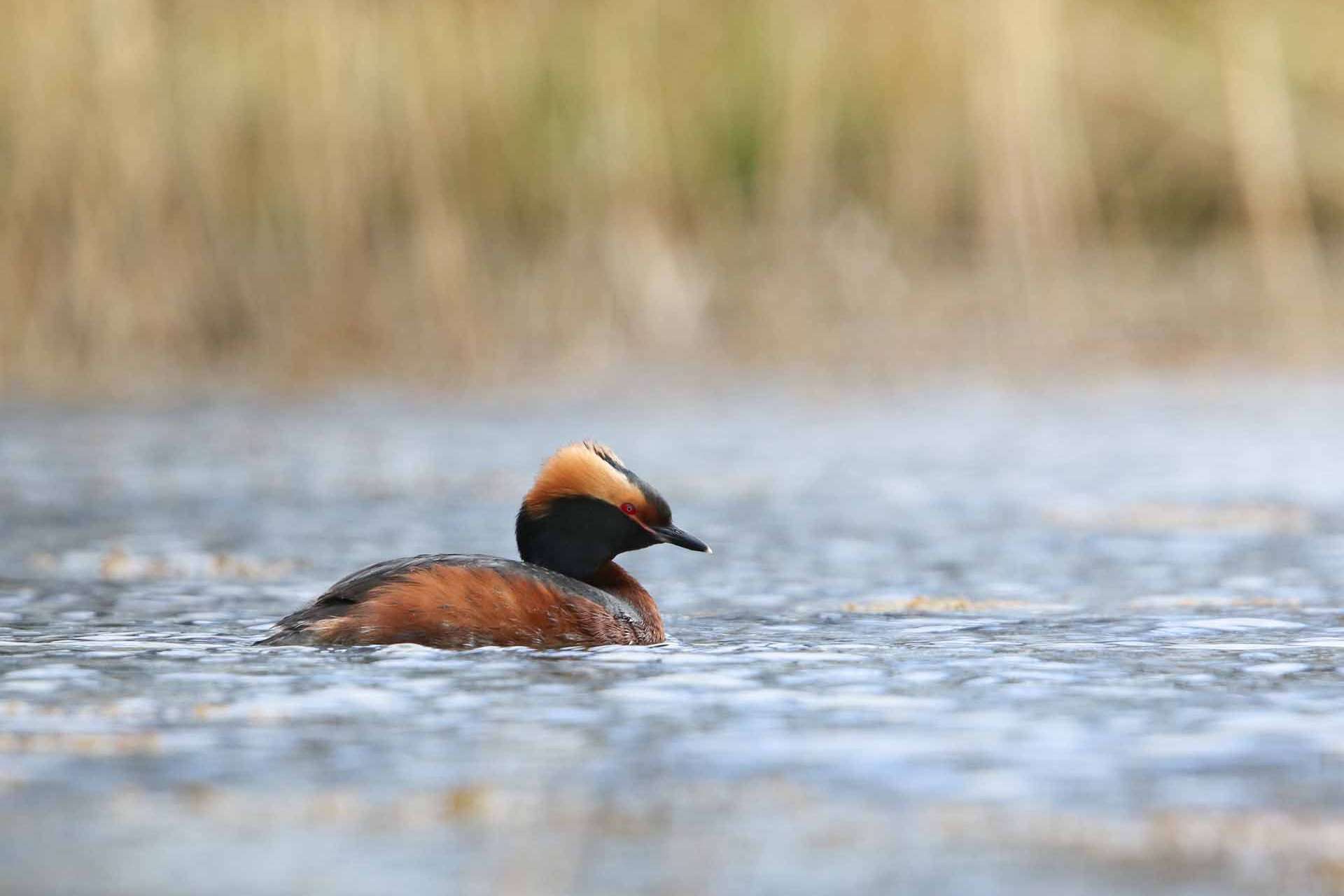 © Gordon Lundvall. Sveriges Unga Naturfotografer.