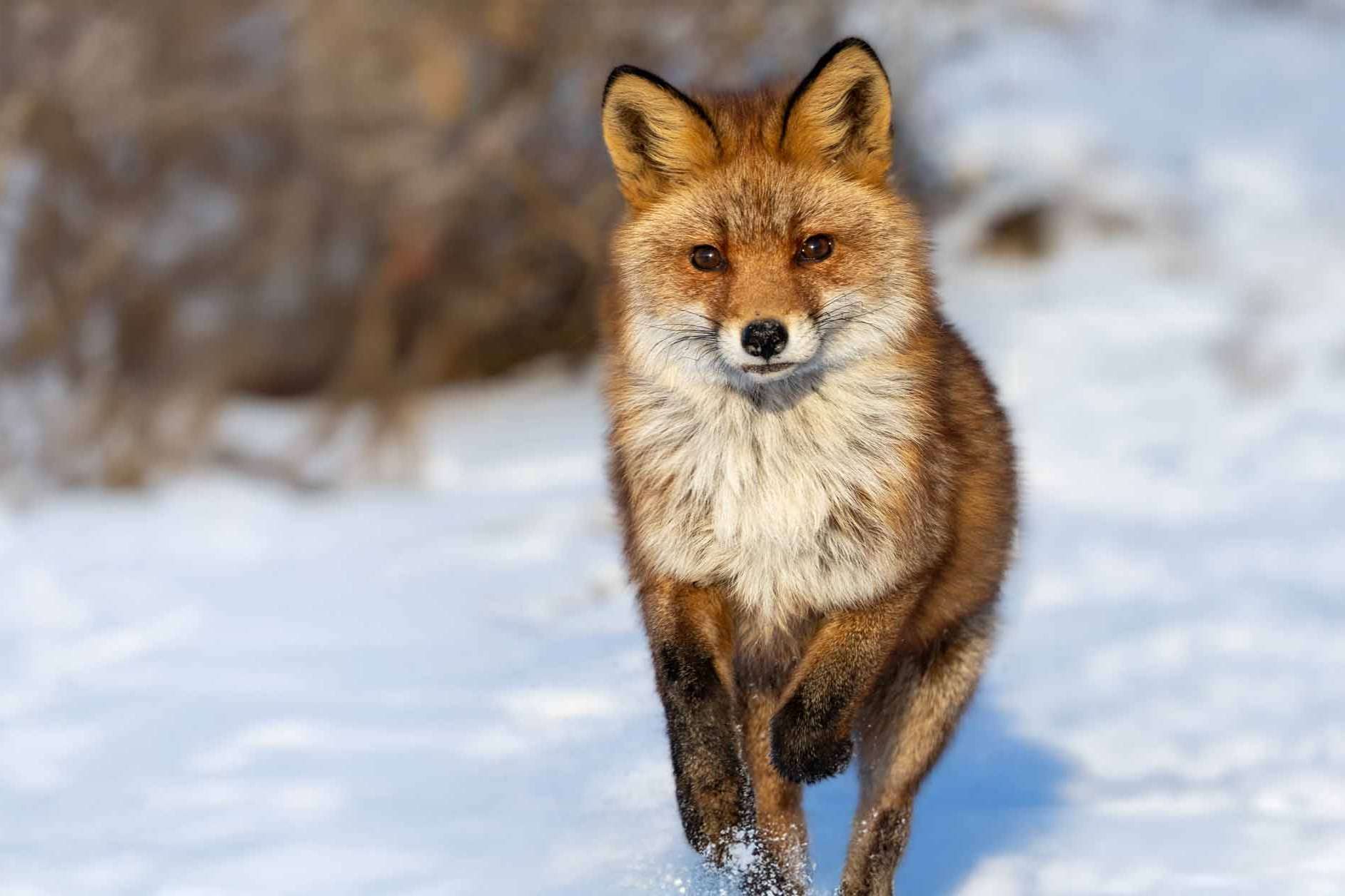 © Johan Thelander. Sveriges Unga Naturfotografer.
