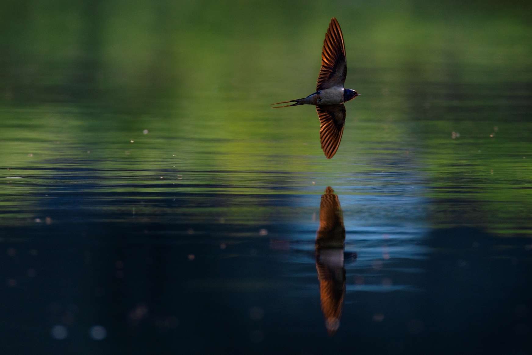 © Linus Nyblom. Sveriges Unga Naturfotografer.
