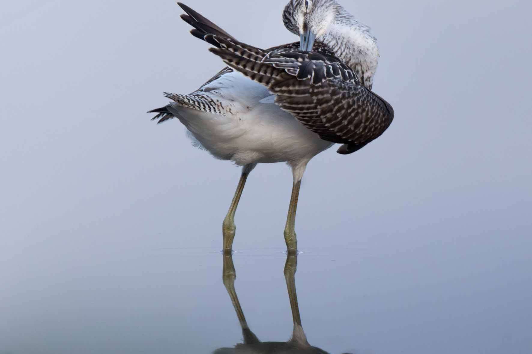 © Love Hagström. Sveriges Unga Naturfotografer.
