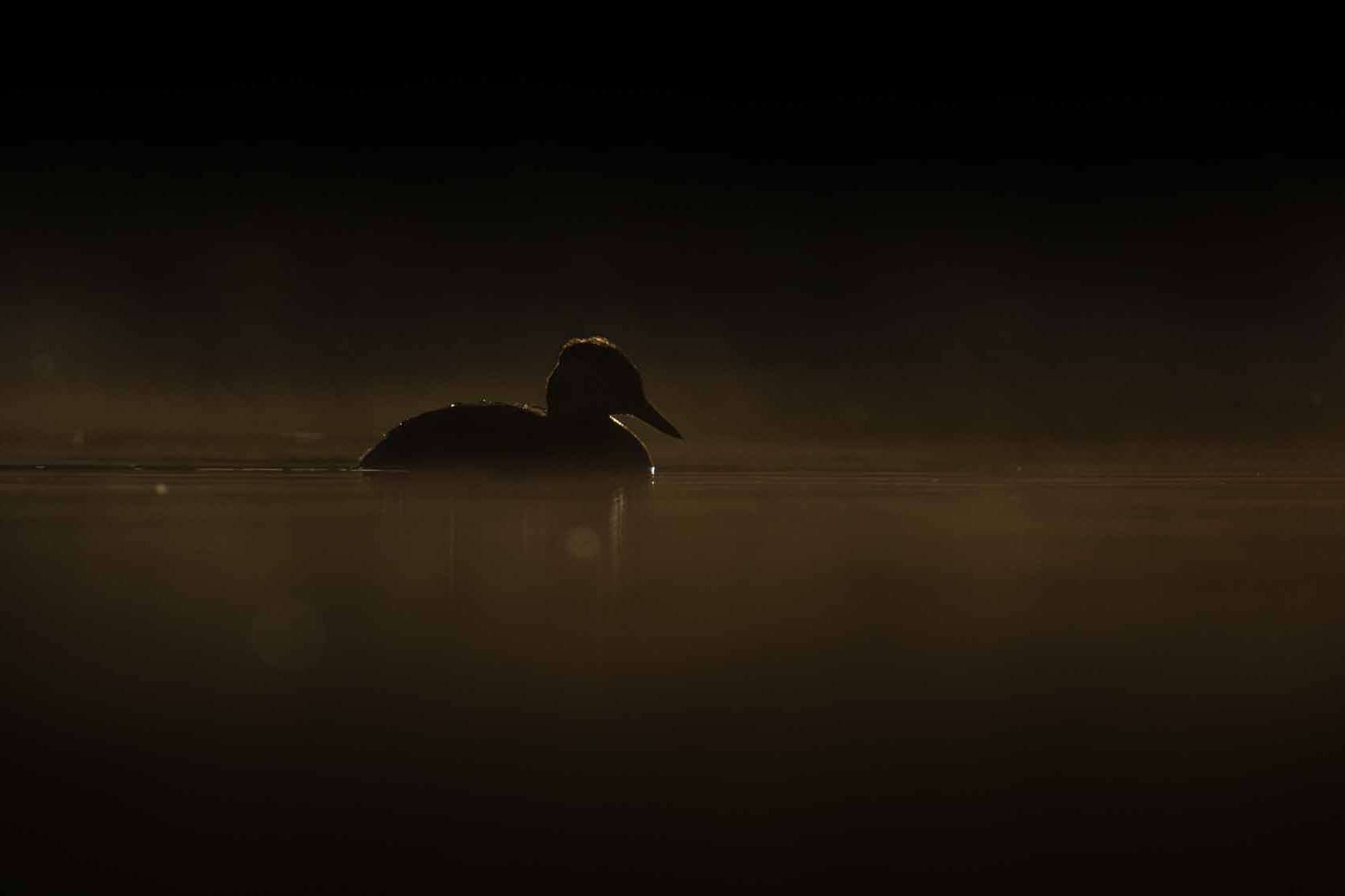 © Linus Nyblom. Sveriges Unga Naturfotografer.