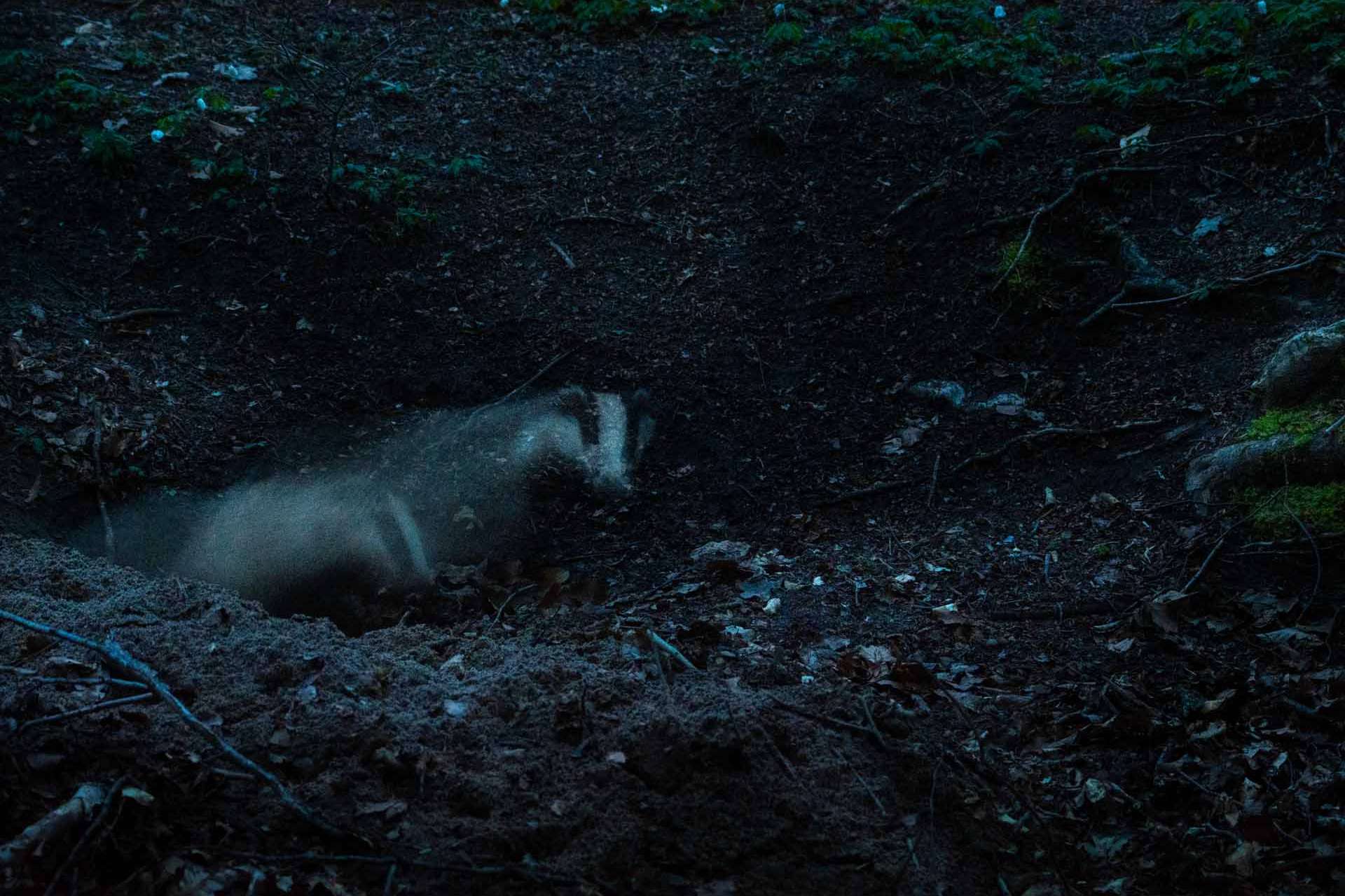 © Linus Nyblom. Sveriges Unga Naturfotografer.