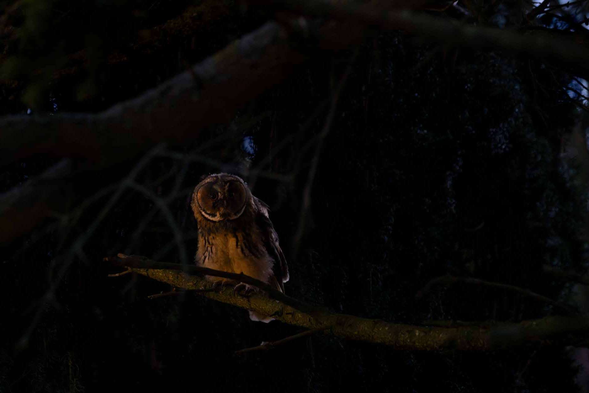 © Love Hagström. Sveriges Unga Naturfotografer.