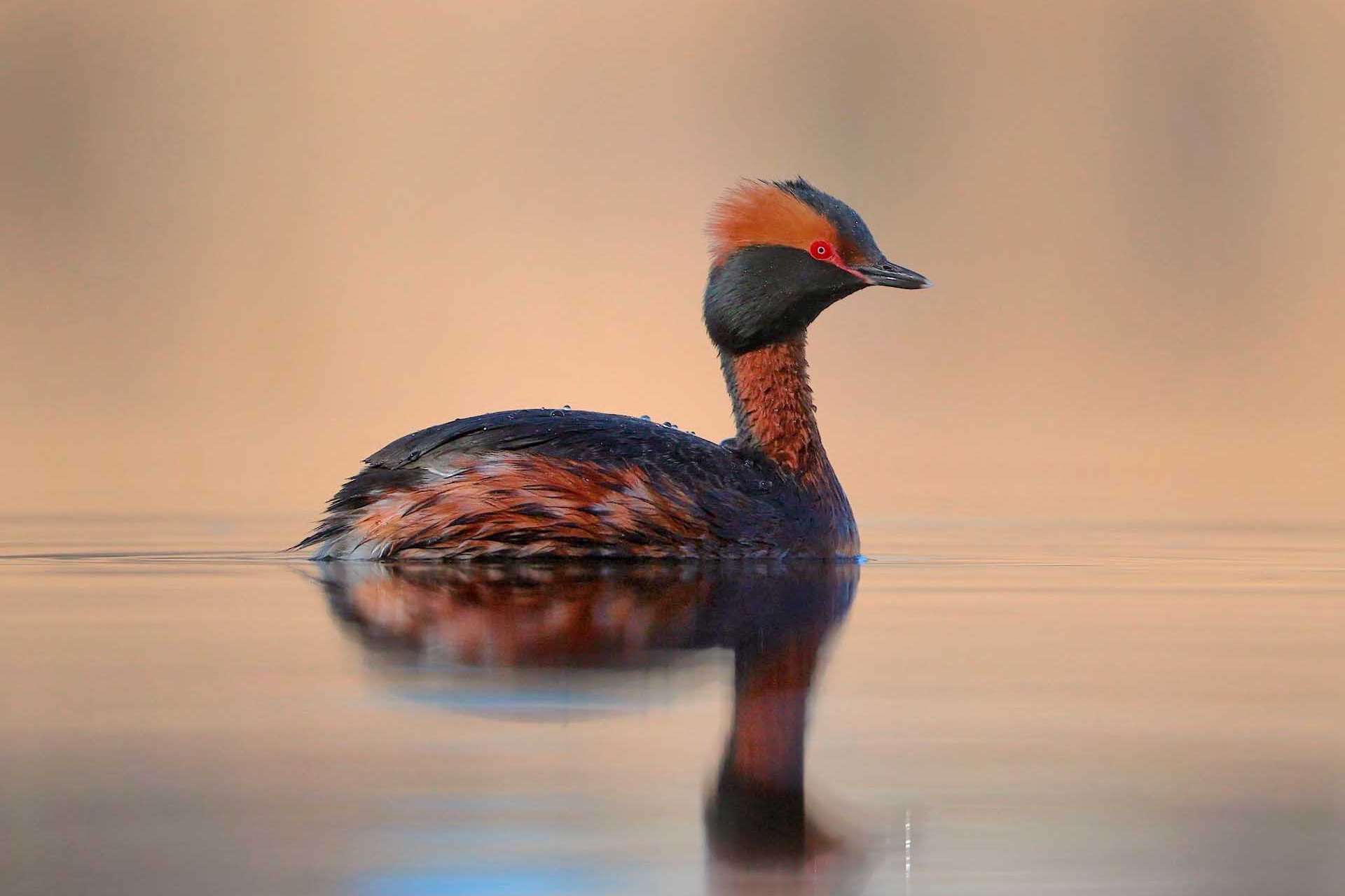 © Hugo Isaksson. Sveriges Unga Naturfotografer.