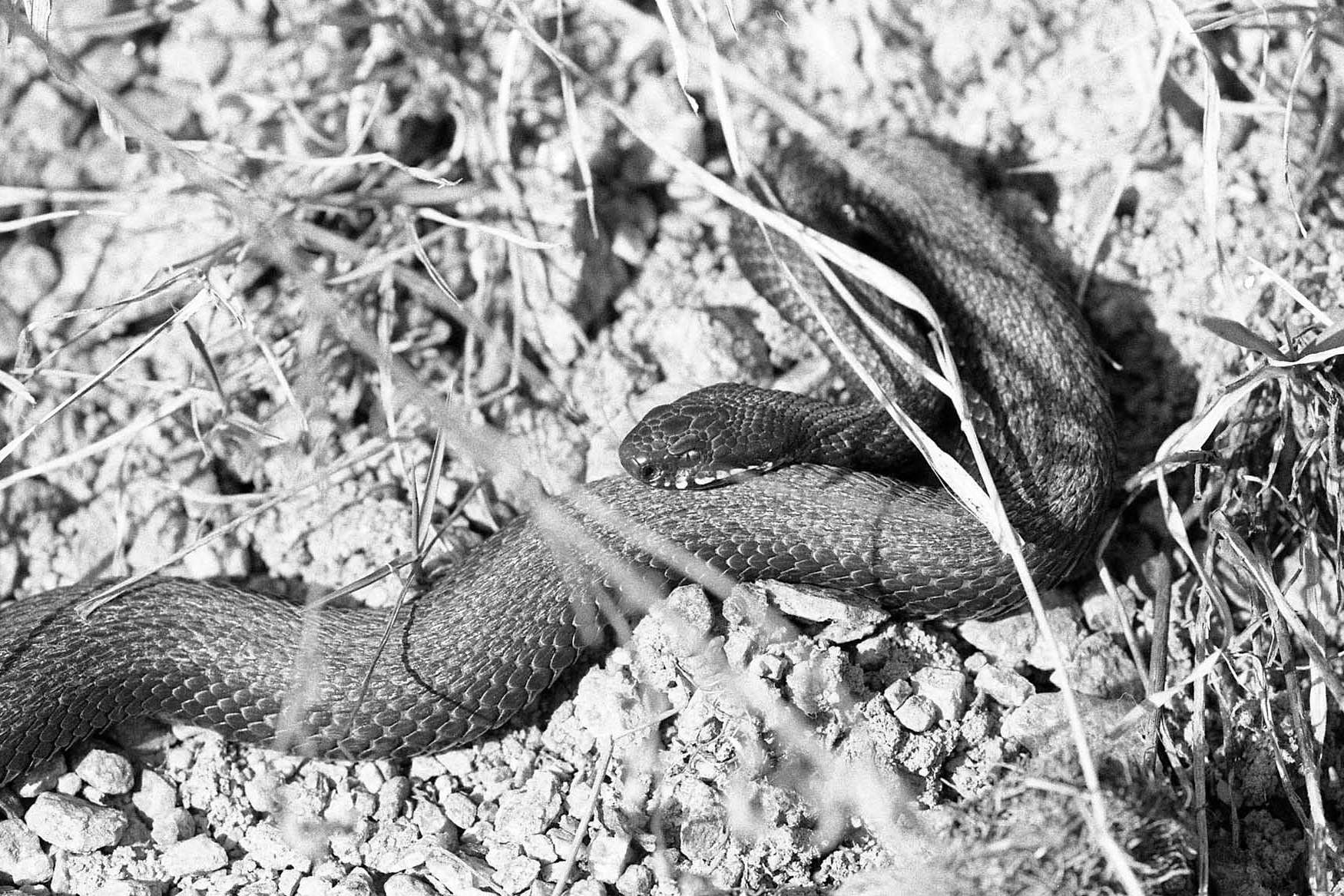 © Gustav Gotthardsson. Sveriges Unga Naturfotografer.