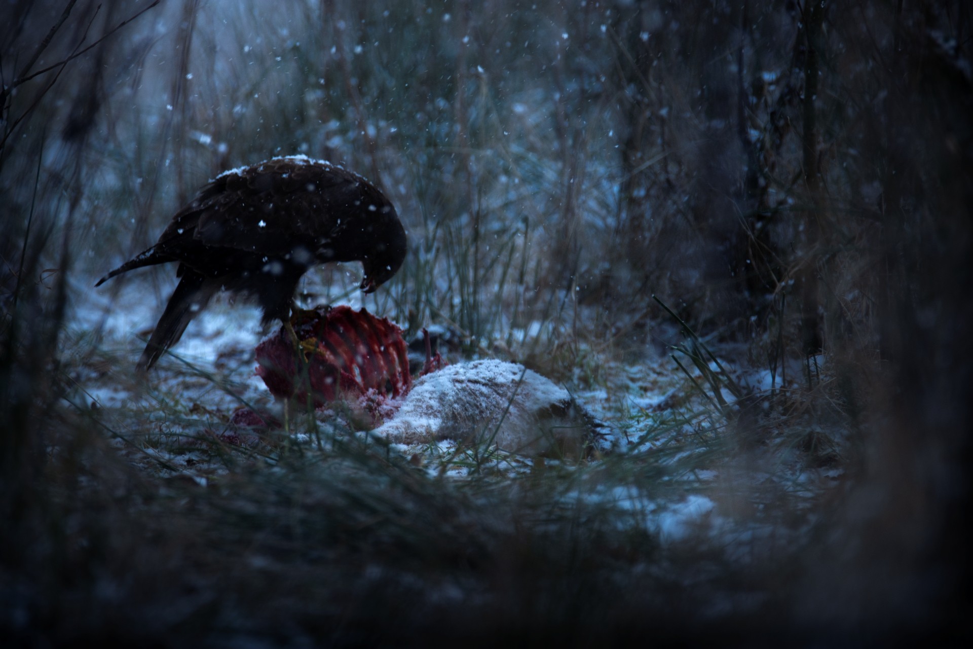 © Linus Nyblom. Sveriges Unga Naturfotografer.