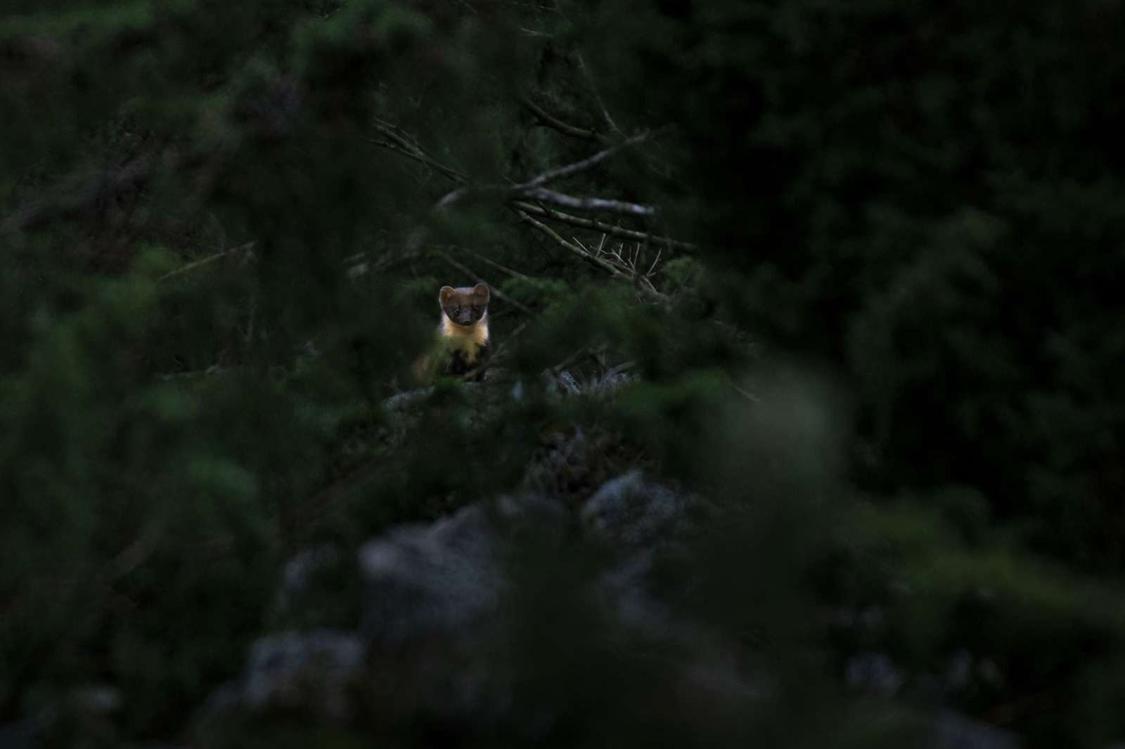 © Linus Nyblom. Sveriges Unga Naturfotografer.