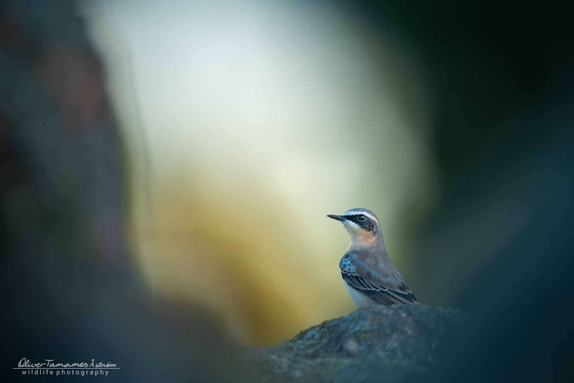 © Oliver Tamames Åström. Sveriges Unga Naturfotografer.