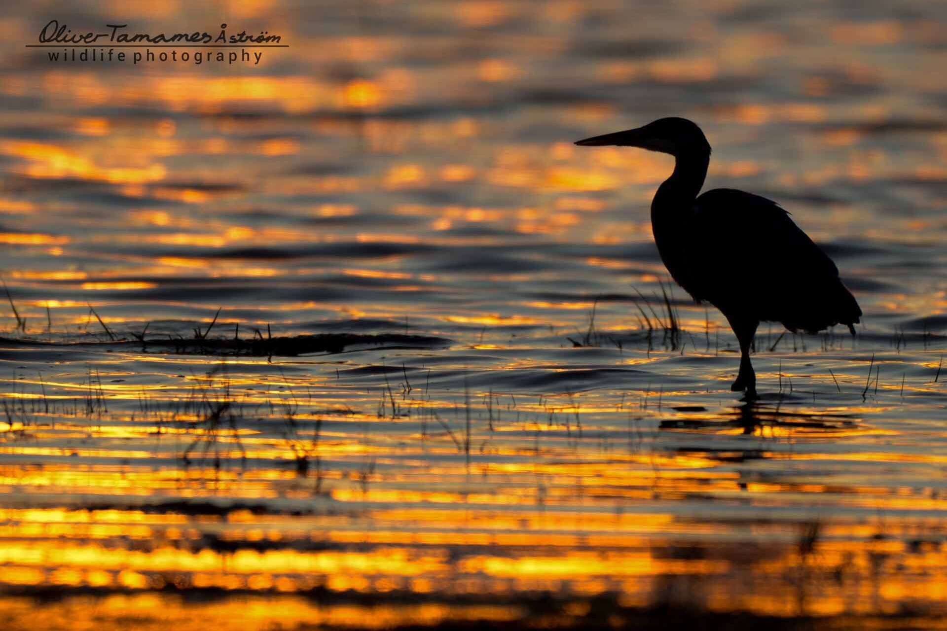 © Oliver Tamames Åström. Sveriges Unga Naturfotografer.