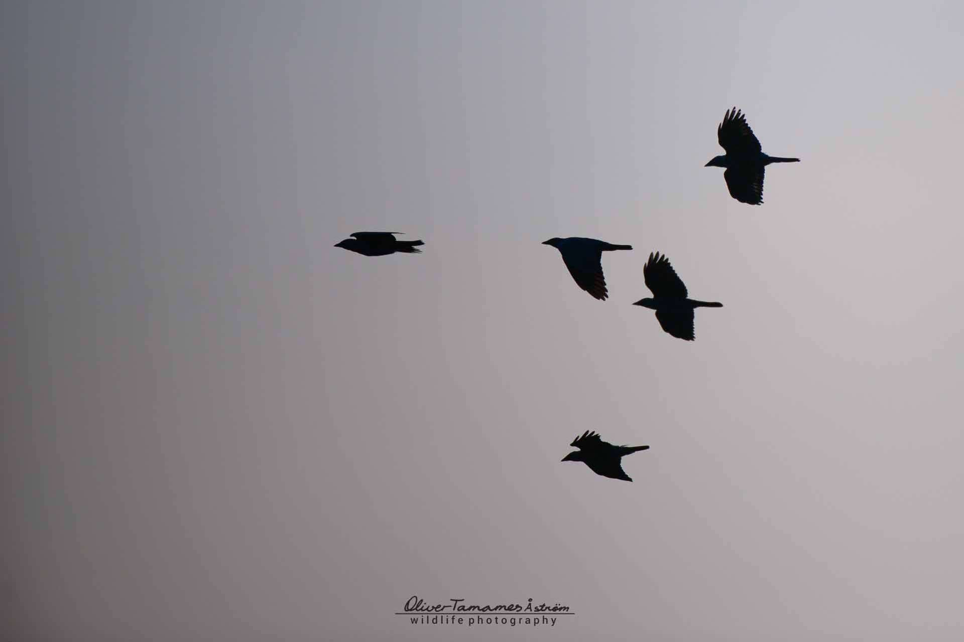 © Oliver Tamames Åström. Sveriges Unga Naturfotografer.