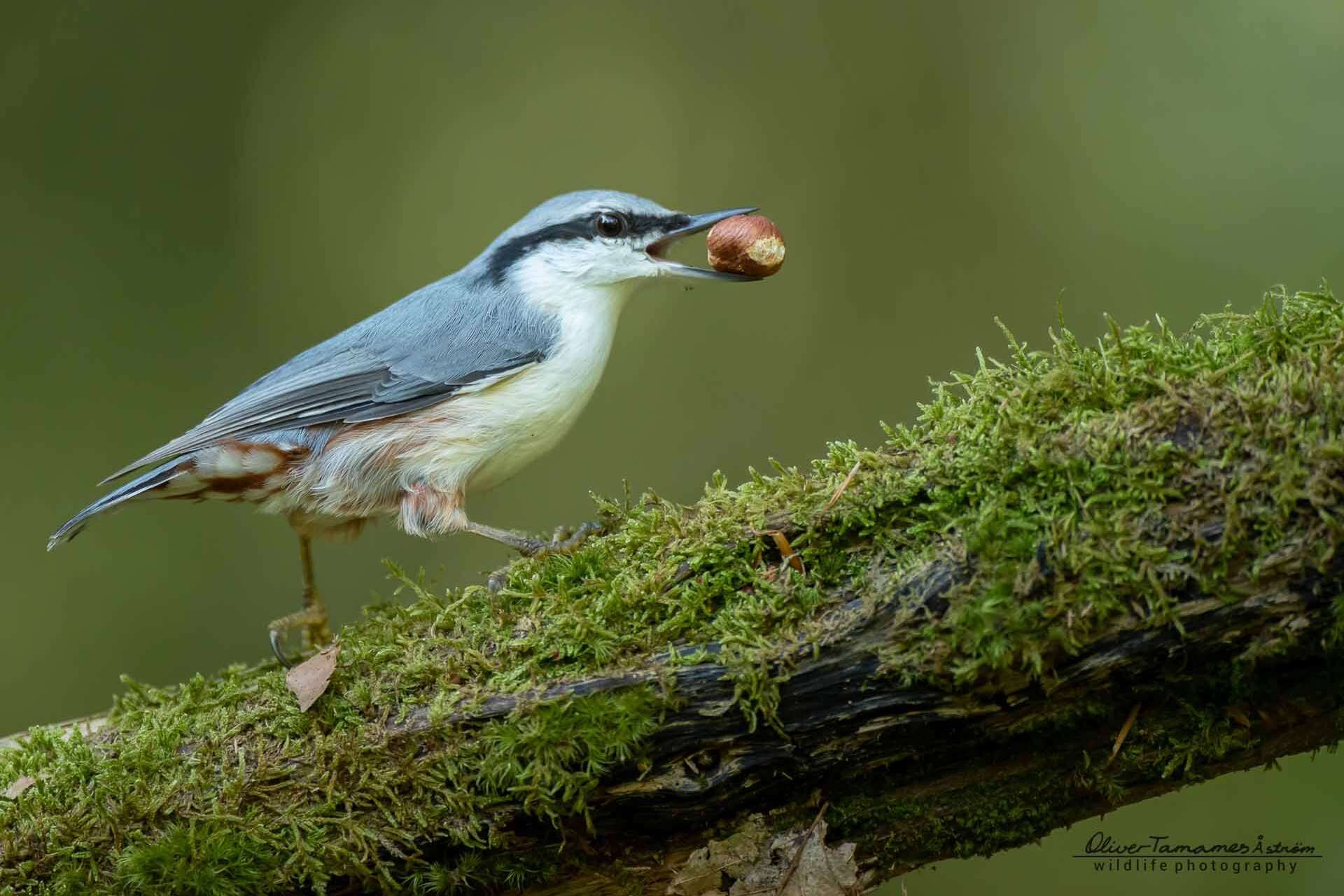 © Oliver Tamames Åström. Sveriges Unga Naturfotografer.
