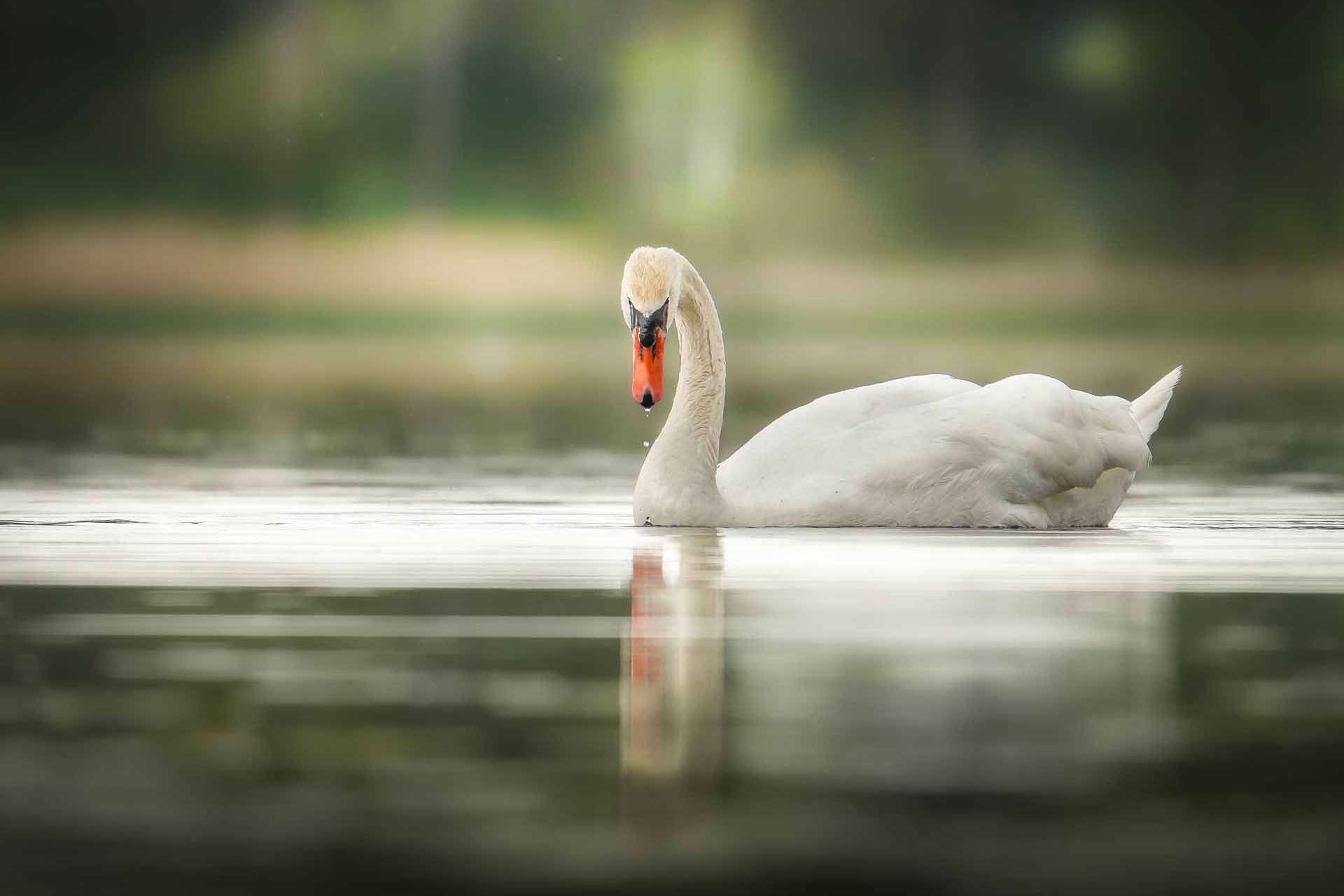 © Sebastian Simonsson Fälldin. Sveriges Unga Naturfotografer.