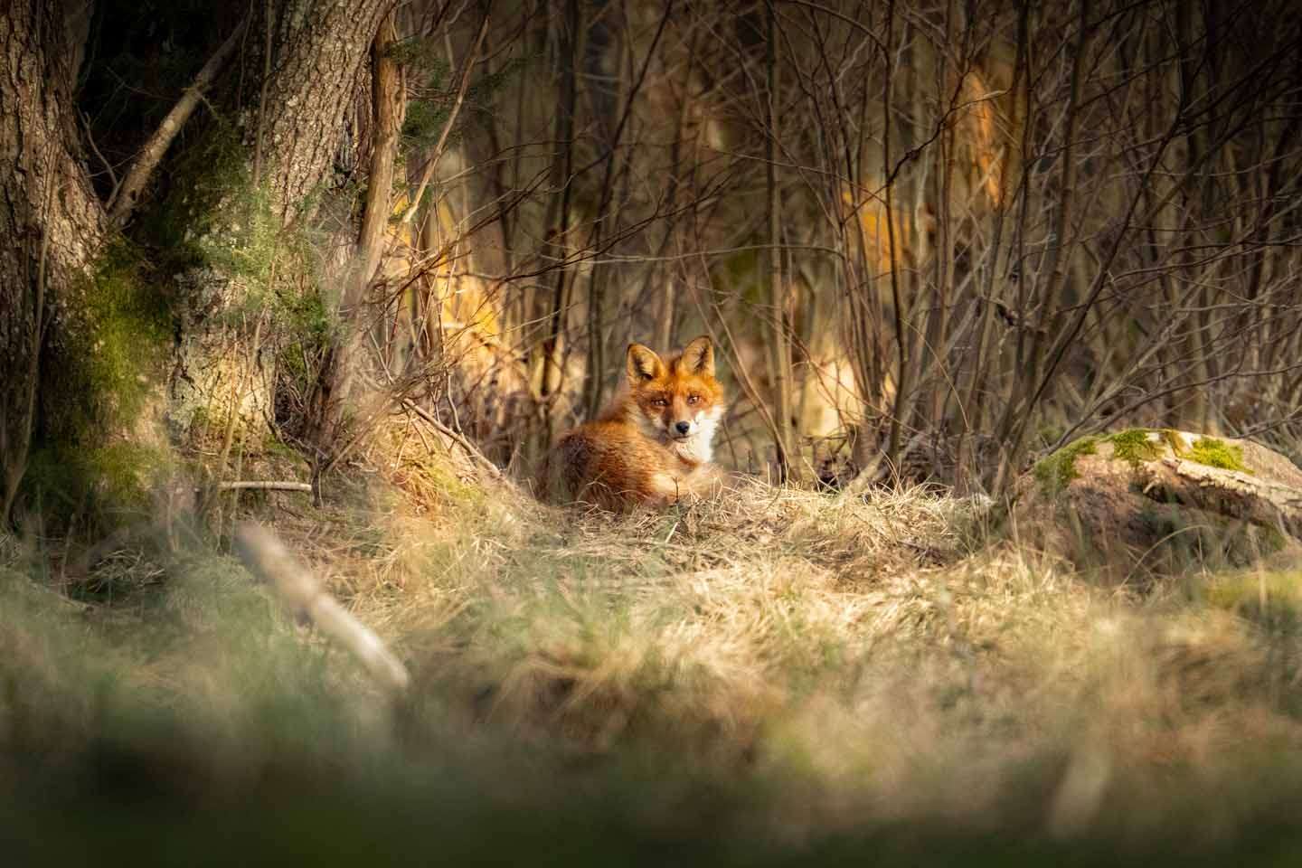 © Sebastian Simonsson Fälldin. Sveriges Unga Naturfotografer.
