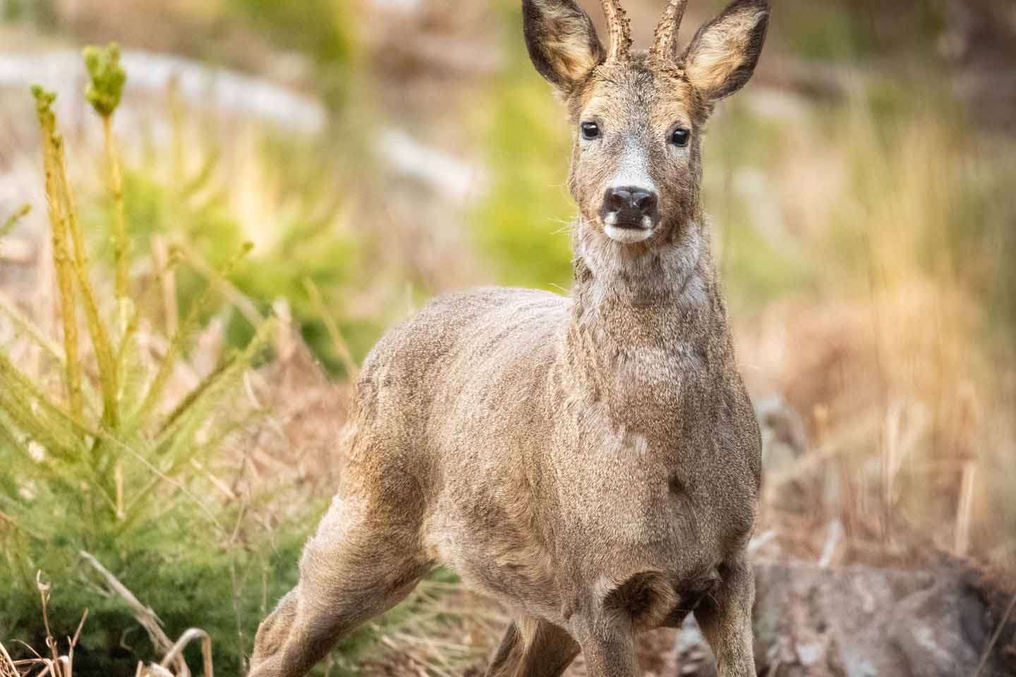 © Sebastian Simonsson Fälldin. Sveriges Unga Naturfotografer.