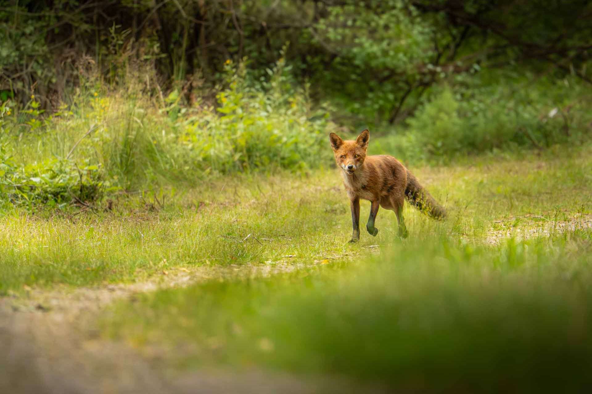 © Sebastian Simonsson Fälldin. Sveriges Unga Naturfotografer.