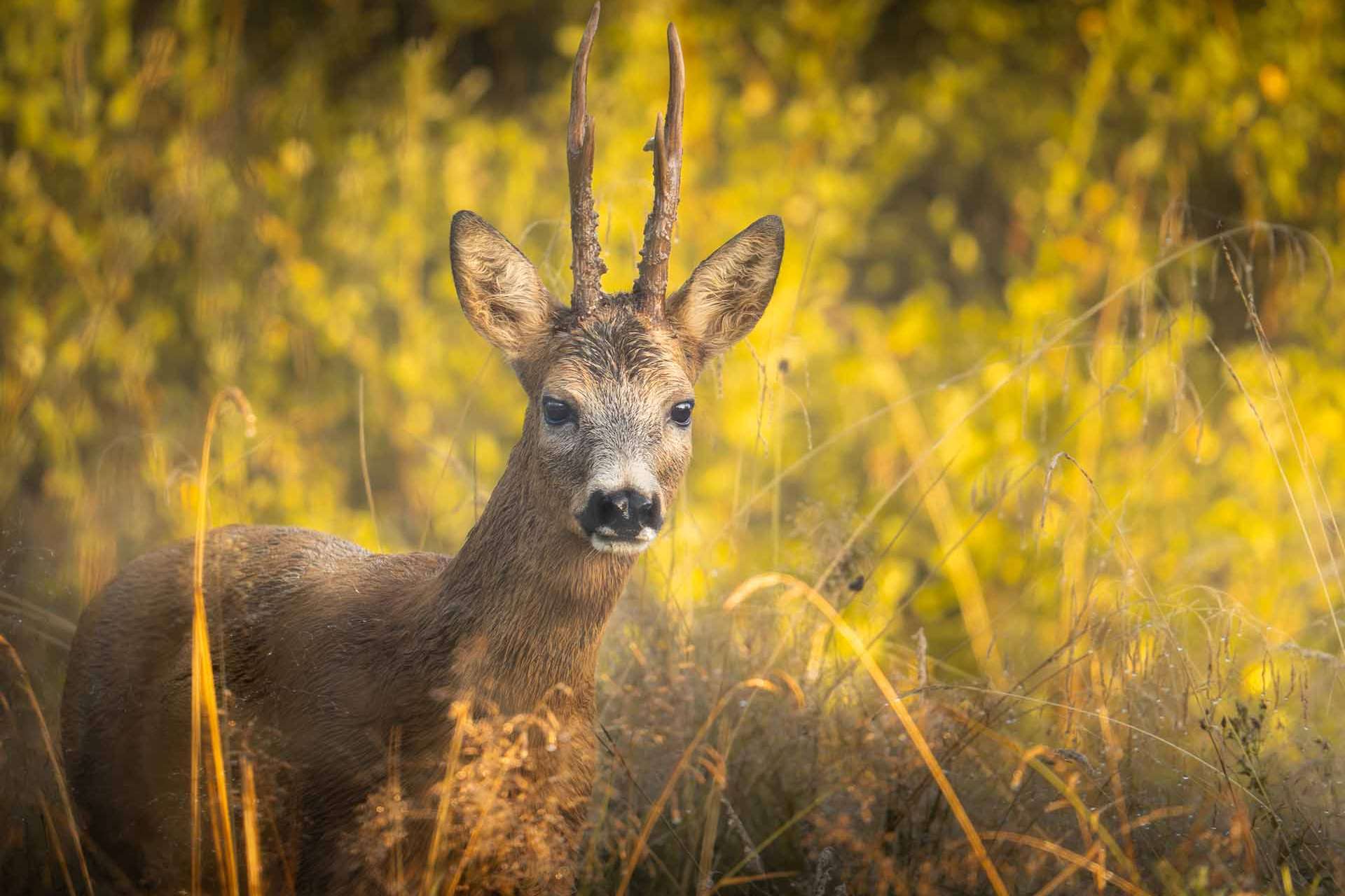 © Sebastian Simonsson Fälldin. Sveriges Unga Naturfotografer.
