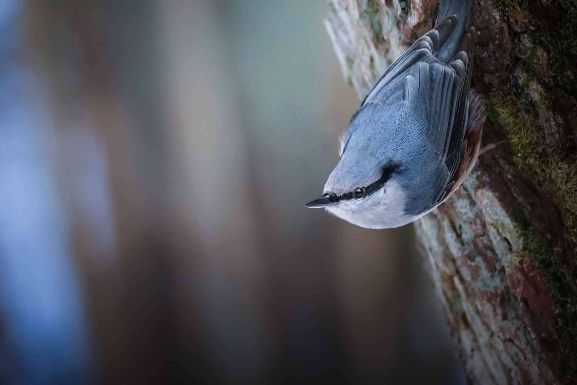 © Sebastian Simonsson Fälldin. Sveriges Unga Naturfotografer.