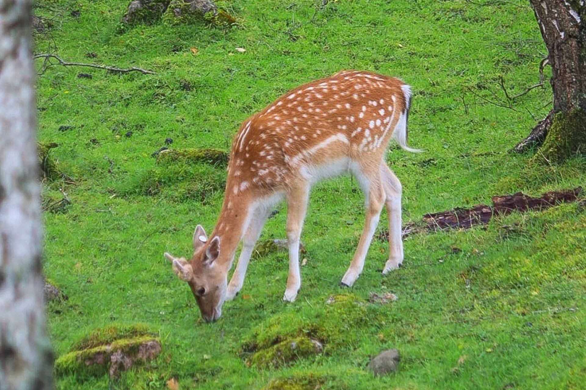 © Ivar Bryngelsson. Sveriges Unga Naturfotografer.
