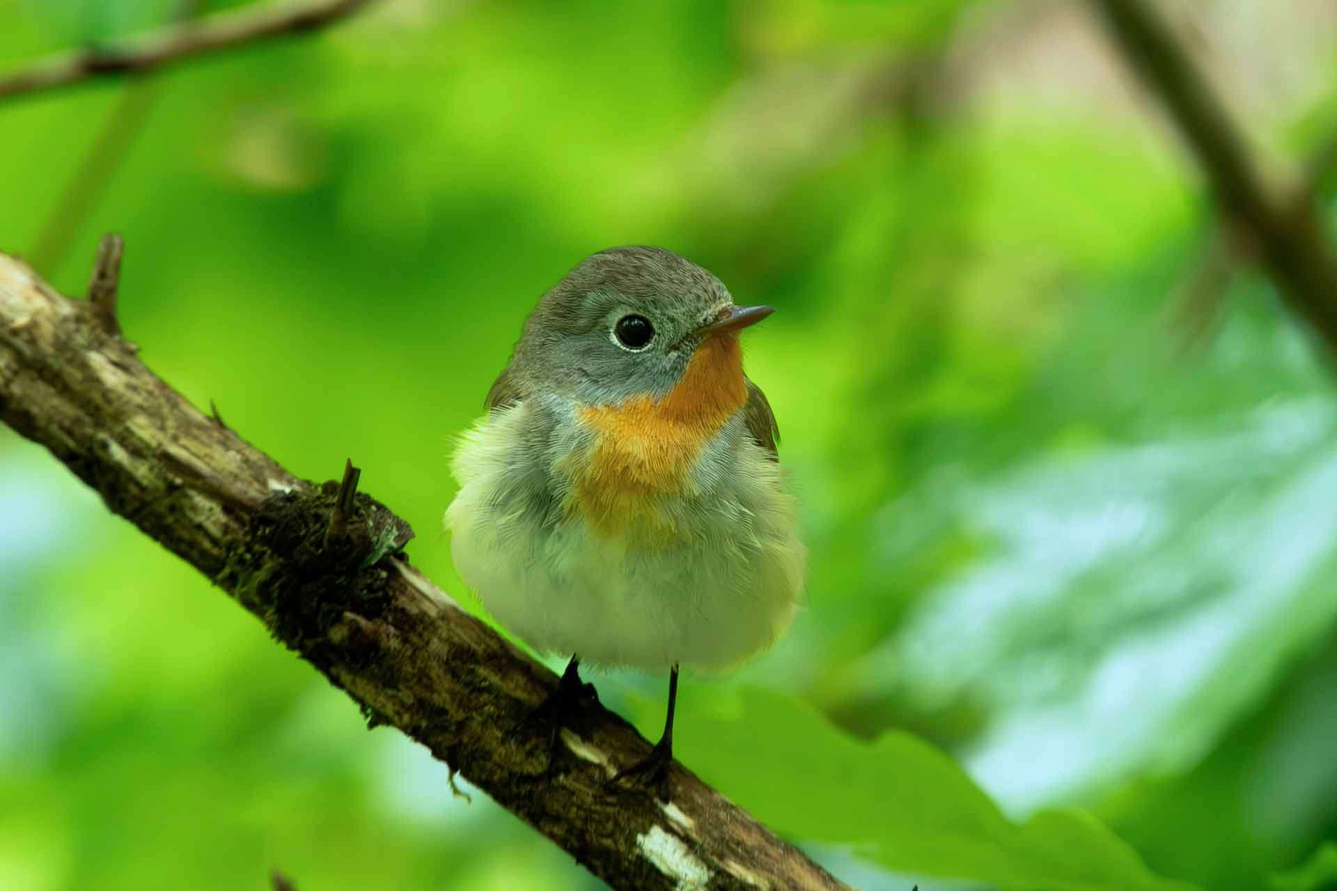 © Gabriel Lundqvist. Sveriges Unga Naturfotografer.