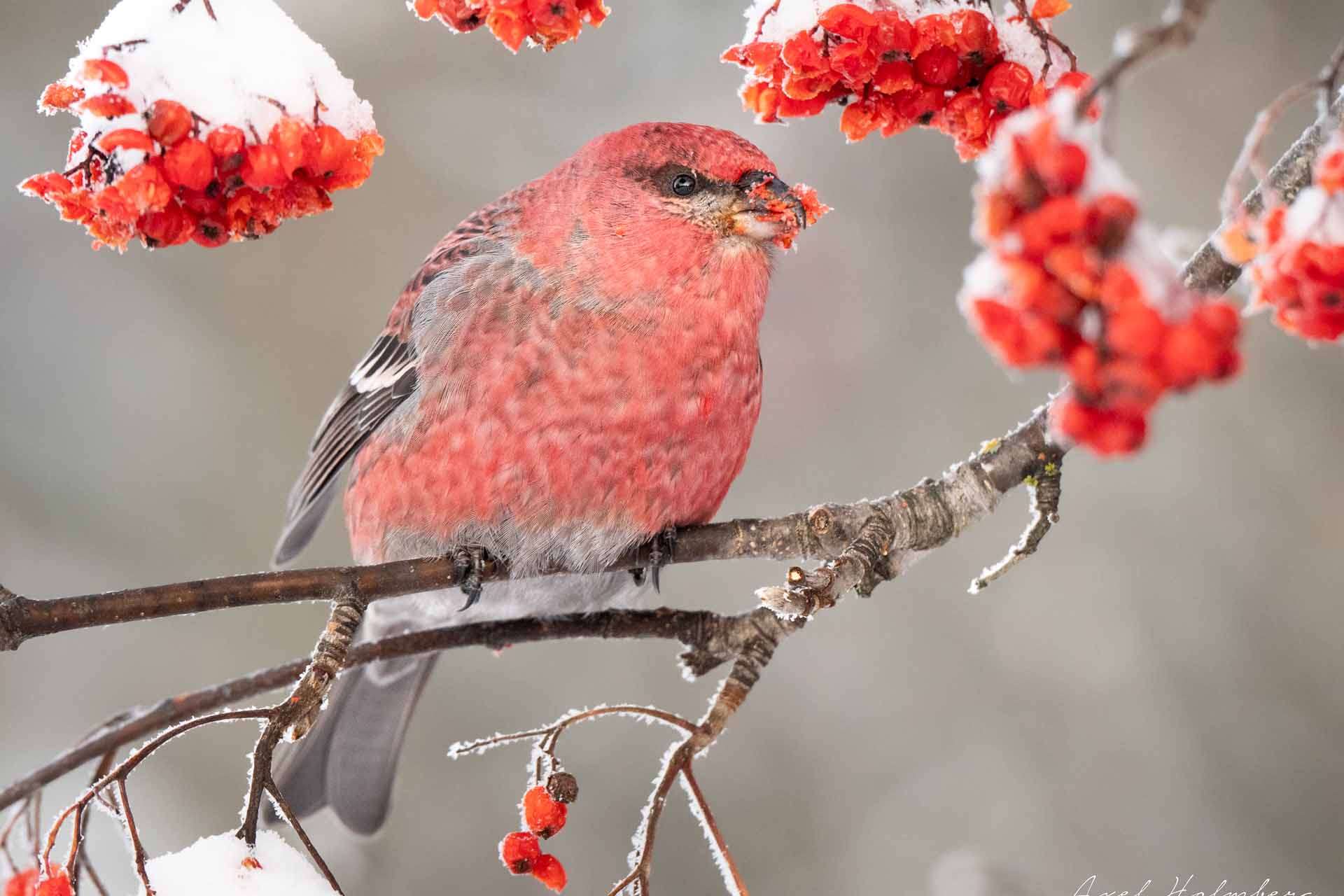 © Axel Holmberg. Sveriges Unga Naturfotografer.
