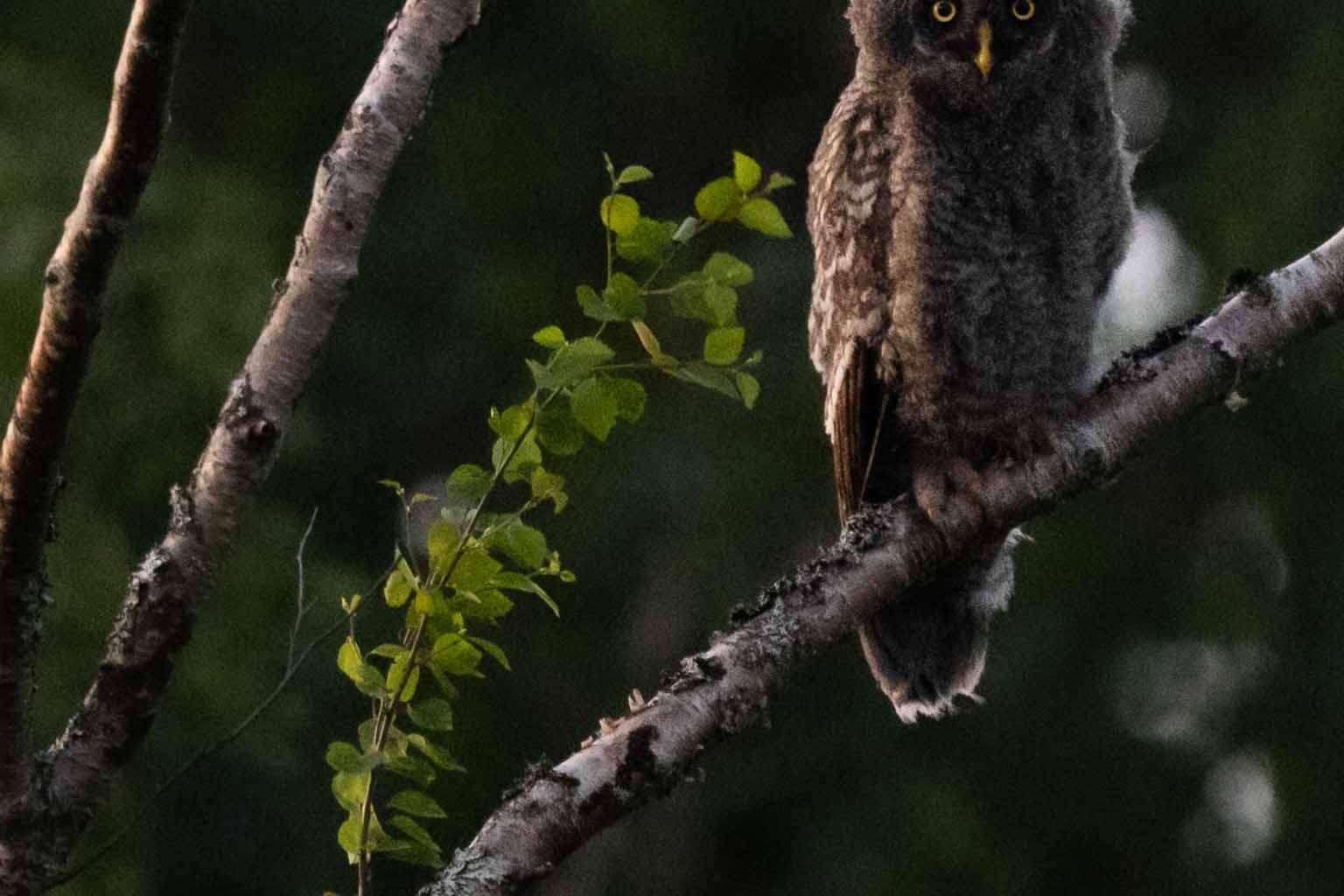 © Axel Holmberg. Sveriges Unga Naturfotografer.