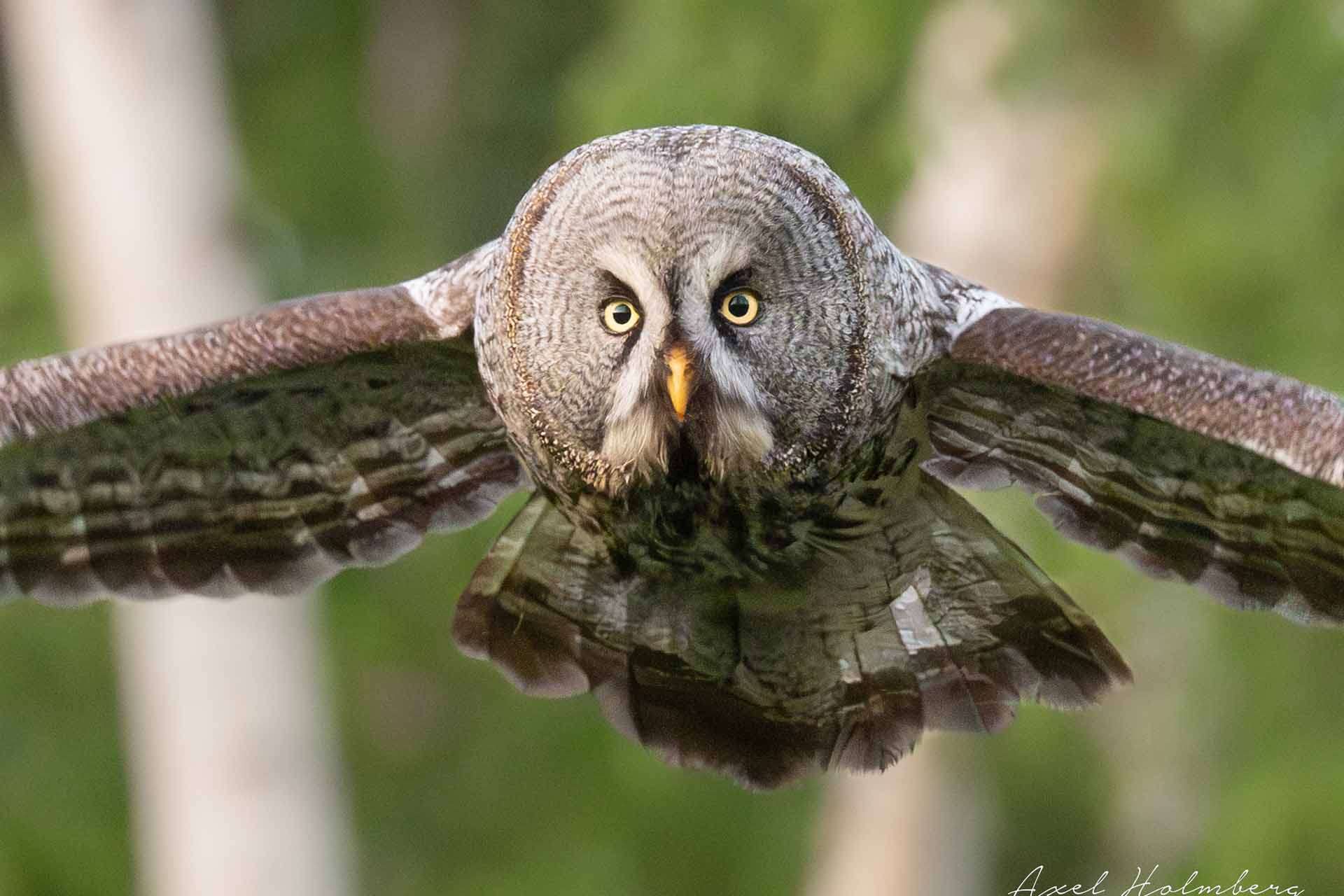 © Axel Holmberg. Sveriges Unga Naturfotografer.