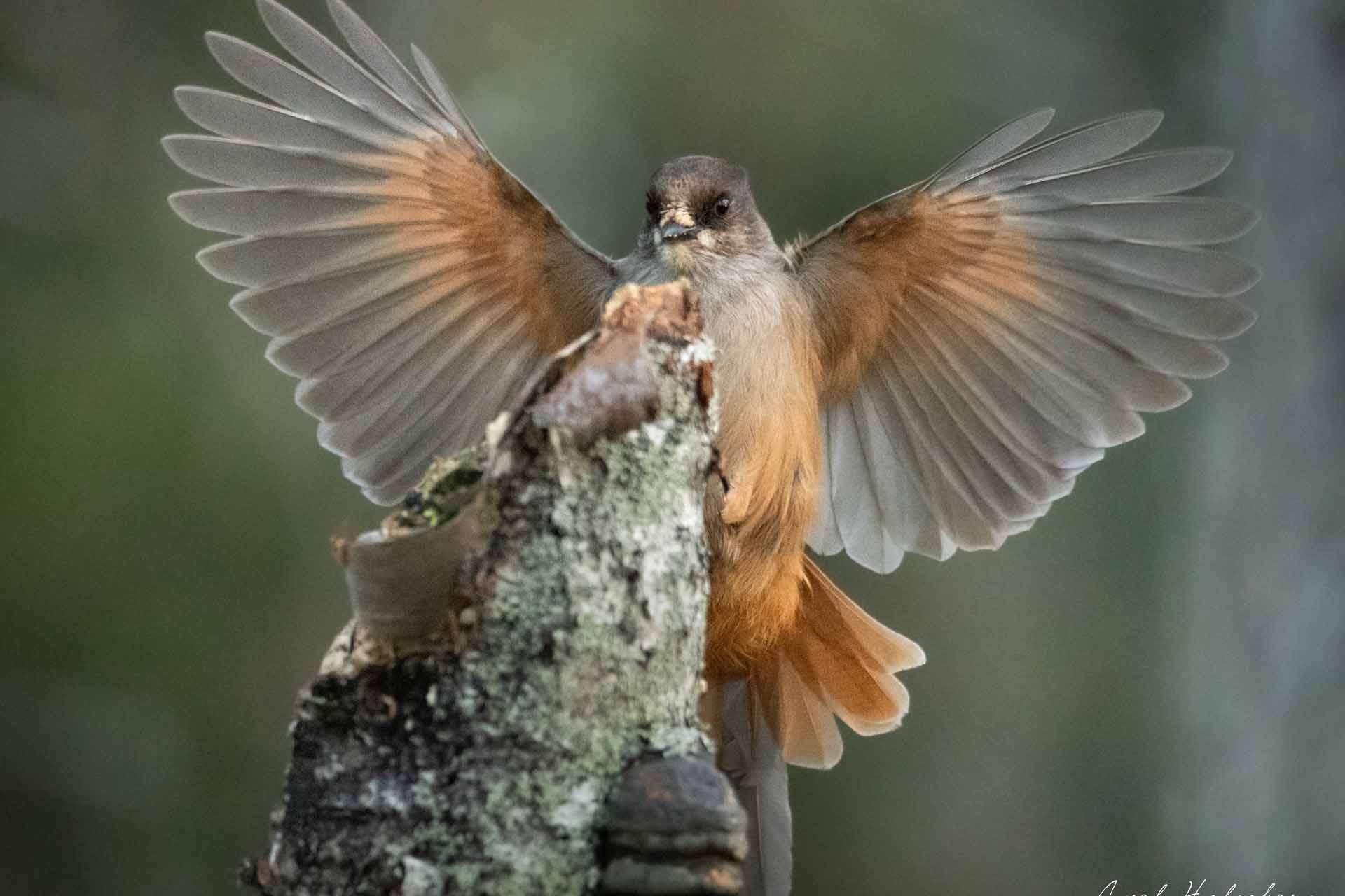 © Axel Holmberg. Sveriges Unga Naturfotografer.