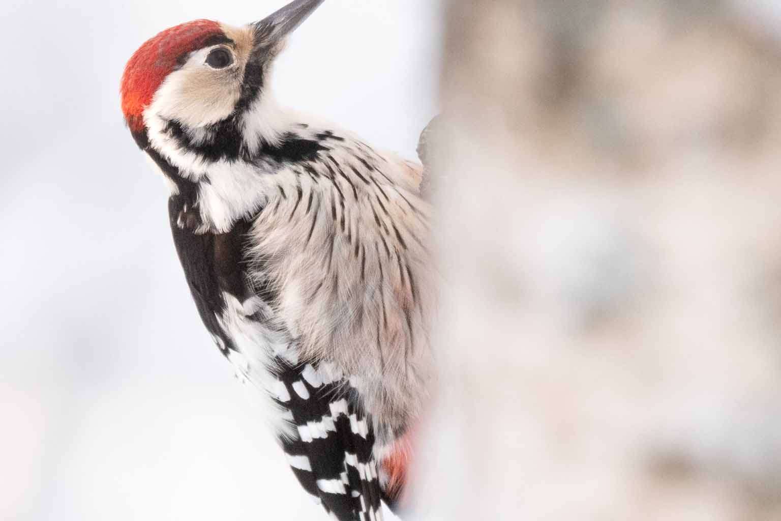 © Axel Holmberg. Sveriges Unga Naturfotografer.