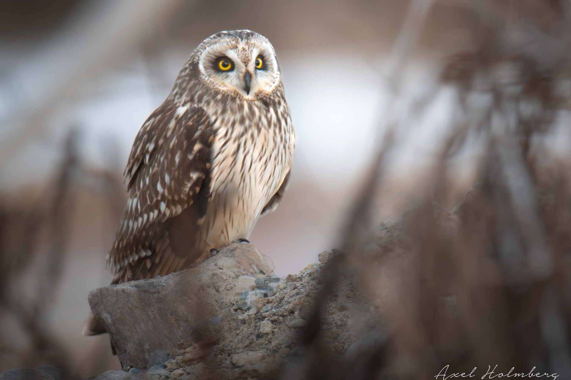 © Axel Holmberg. Sveriges Unga Naturfotografer.
