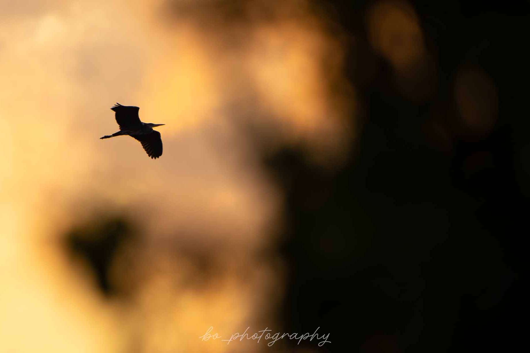 © Bo Embring Mirstam. Sveriges Unga Naturfotografer.