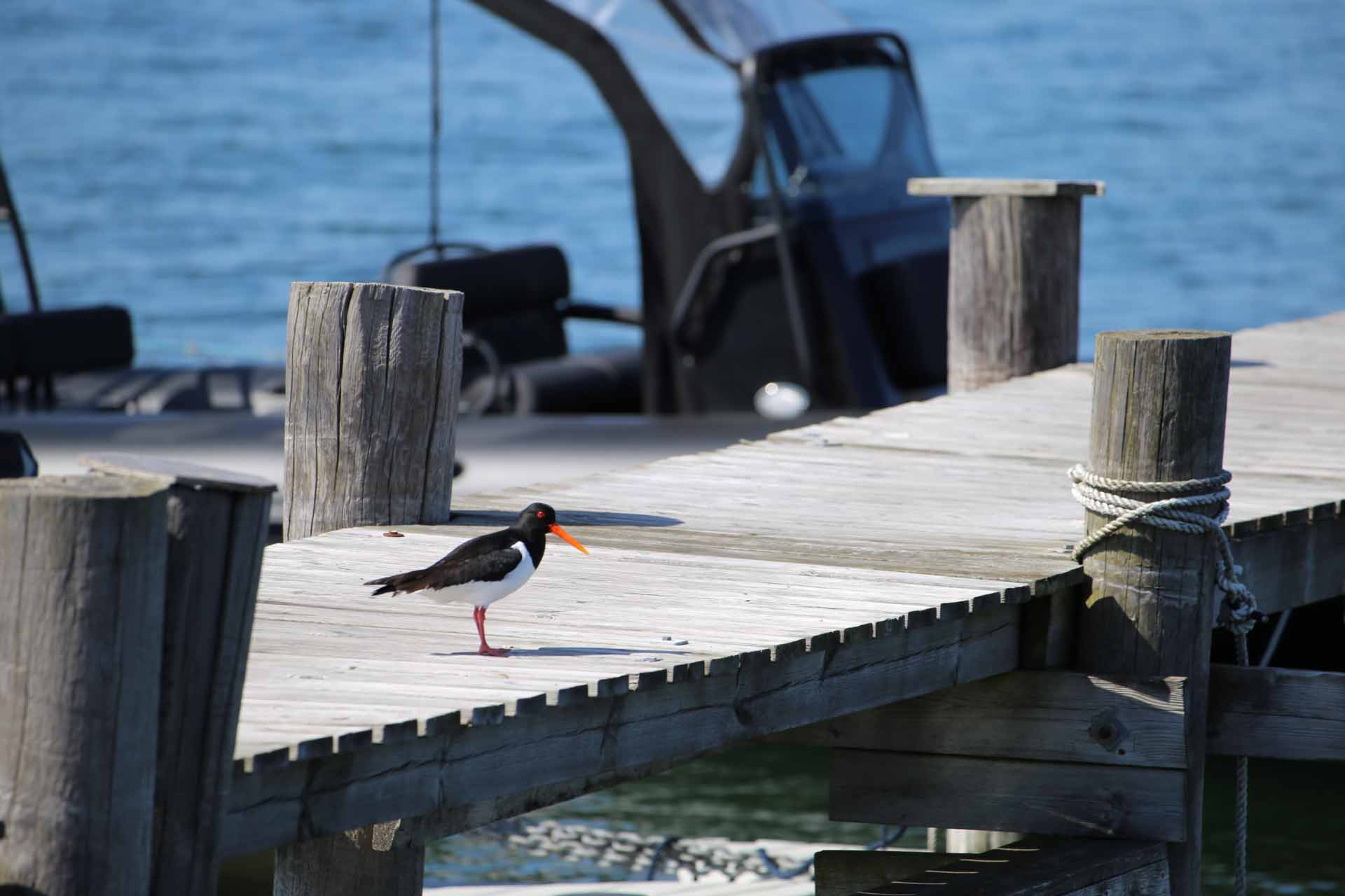 © August Engström. Sveriges Unga Naturfotografer.