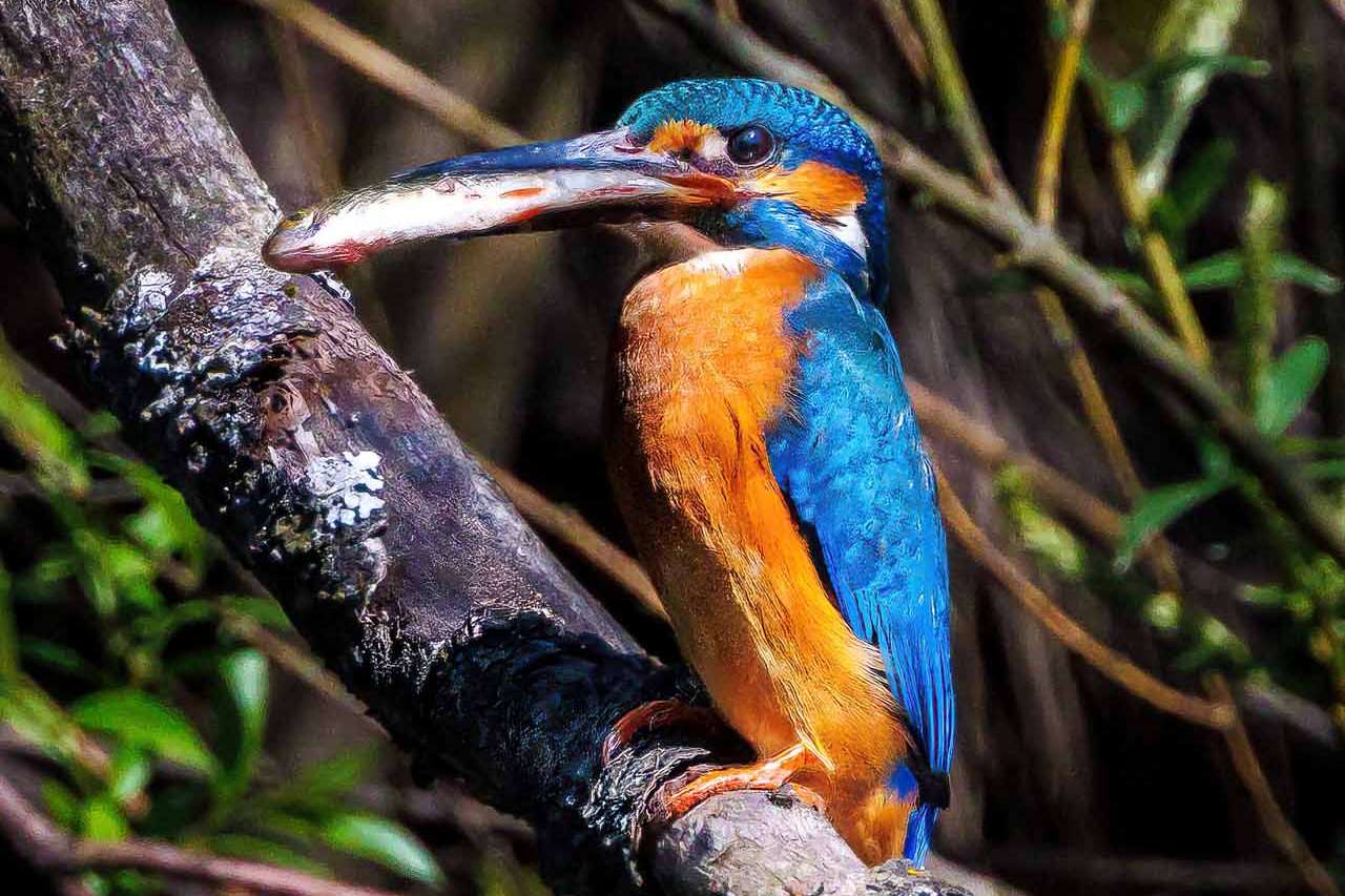 © Nikola Kostic. Sveriges Unga Naturfotografer.