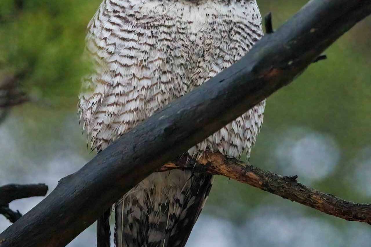 © Nikola Kostic. Sveriges Unga Naturfotografer.