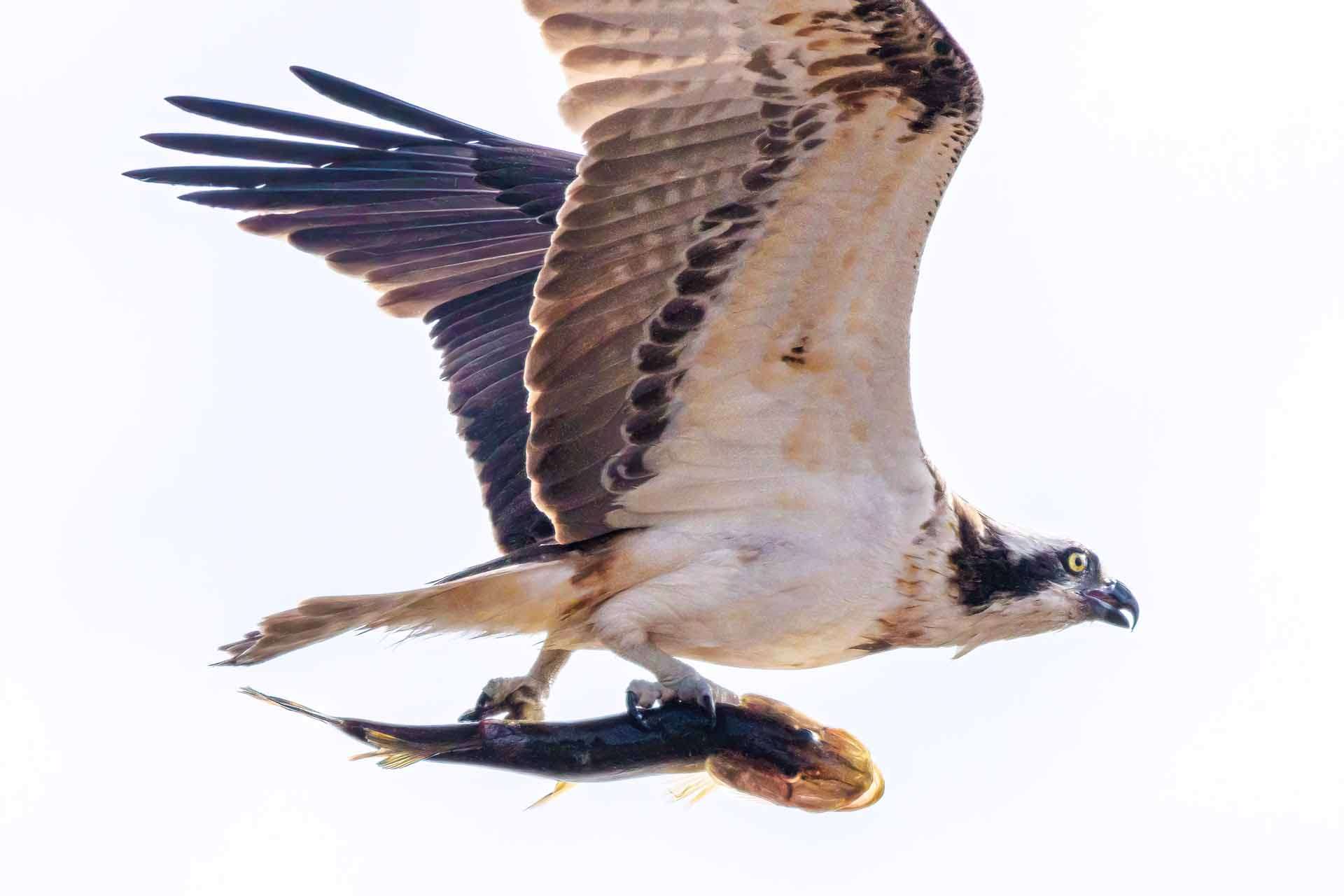 © Nikola Kostic. Sveriges Unga Naturfotografer.